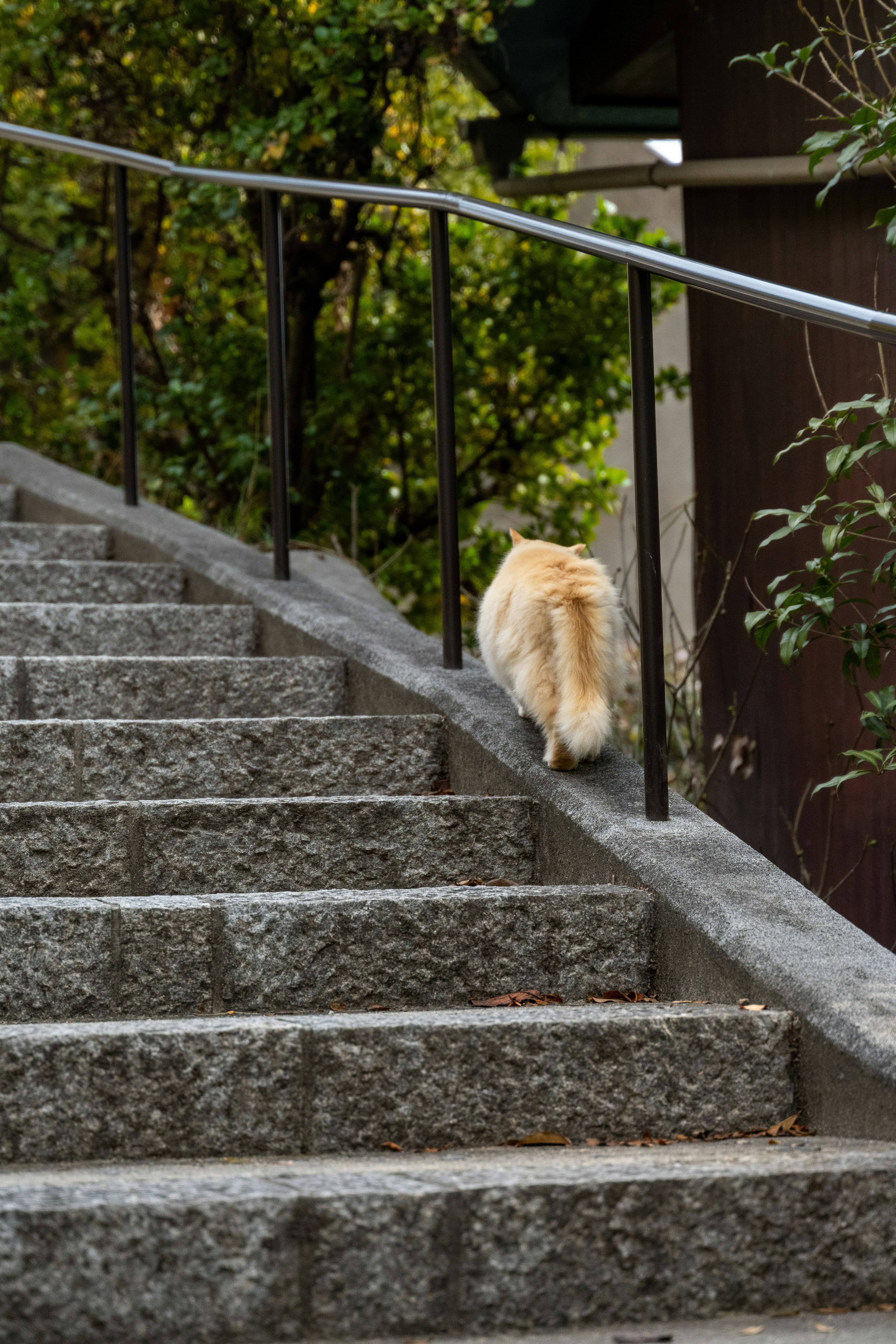 Anjing berjalan naik tangga batu dengan latar belakang hijau