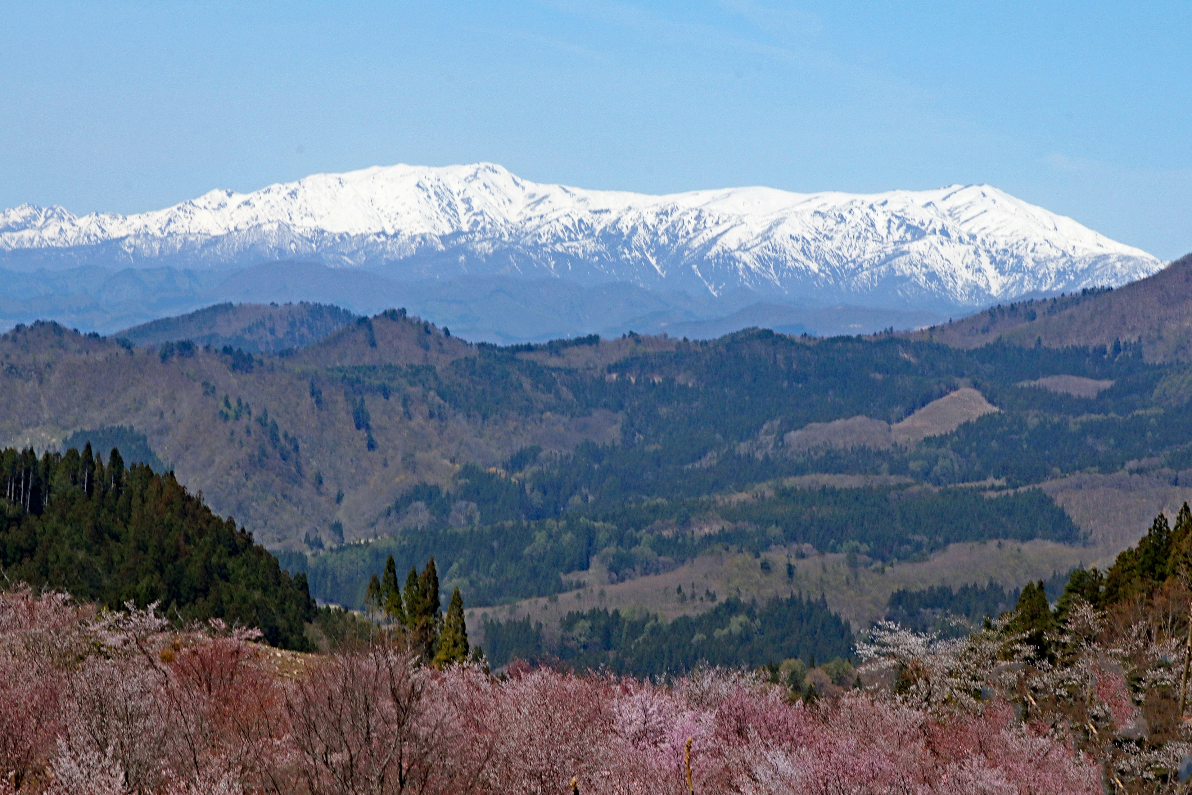 Vue panoramique de montagnes enneigées et de cerisiers en fleurs