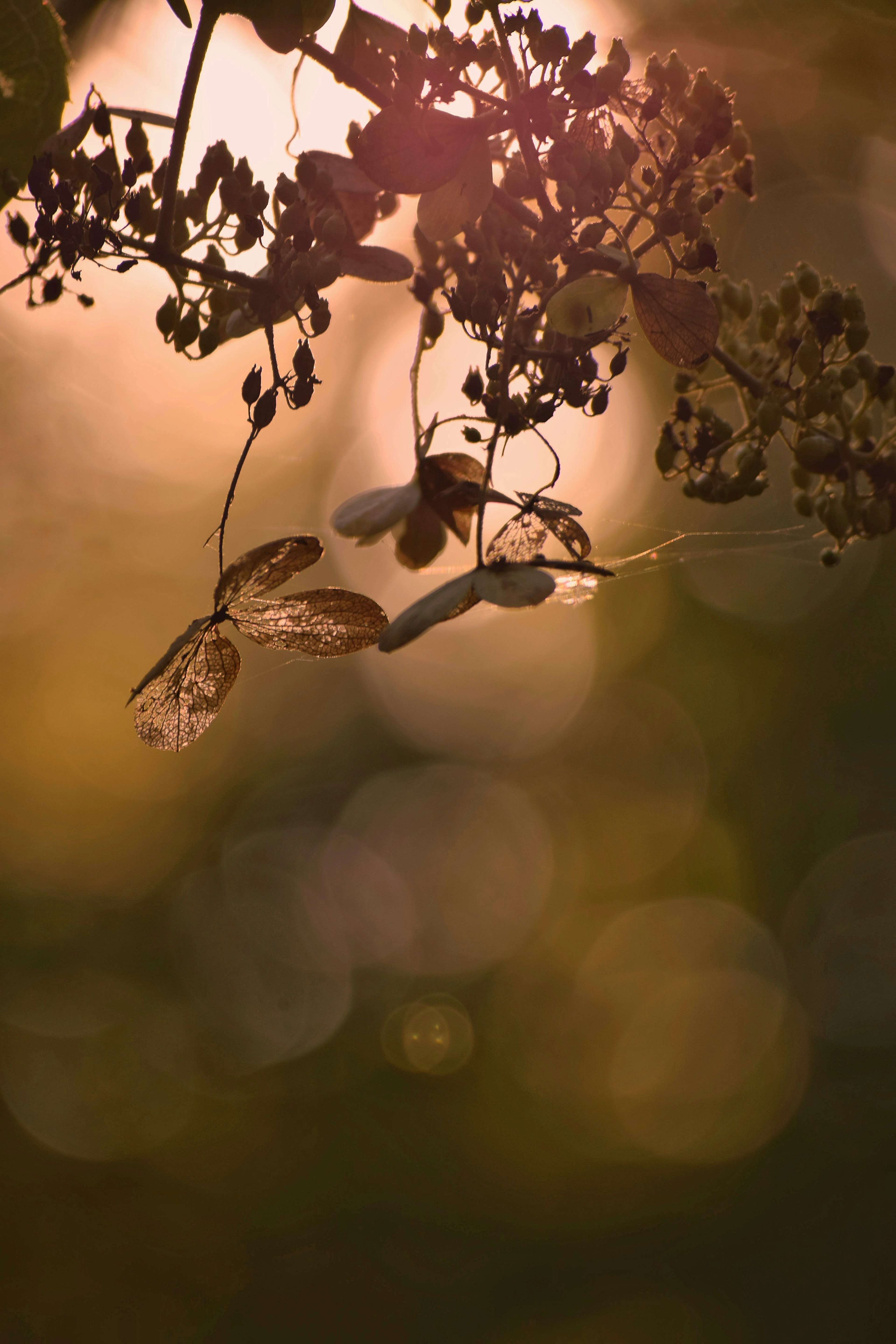 A branch with dried flowers and leaves swaying in soft light