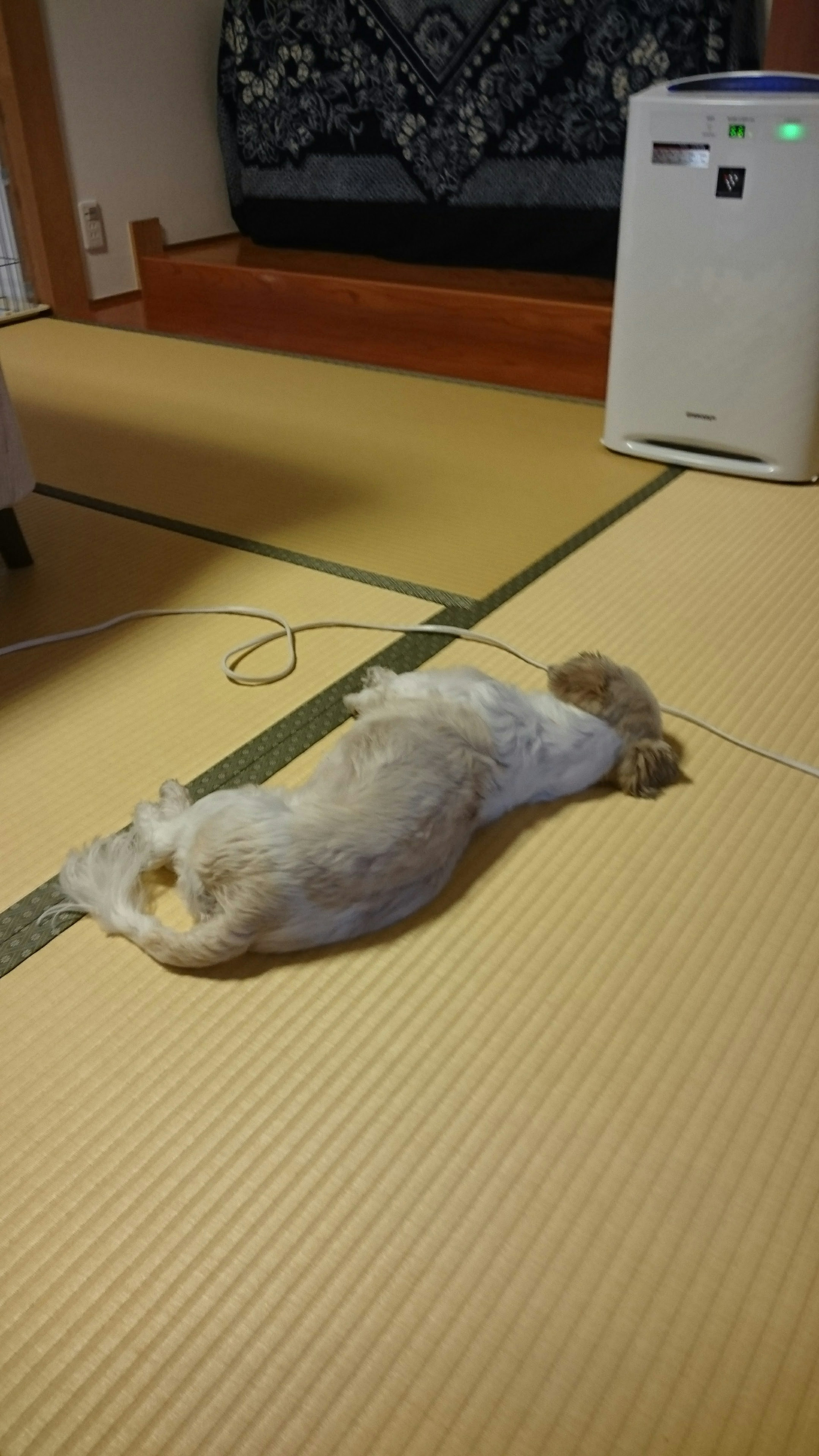 畳の上で寝そべる犬の姿と部屋の背景