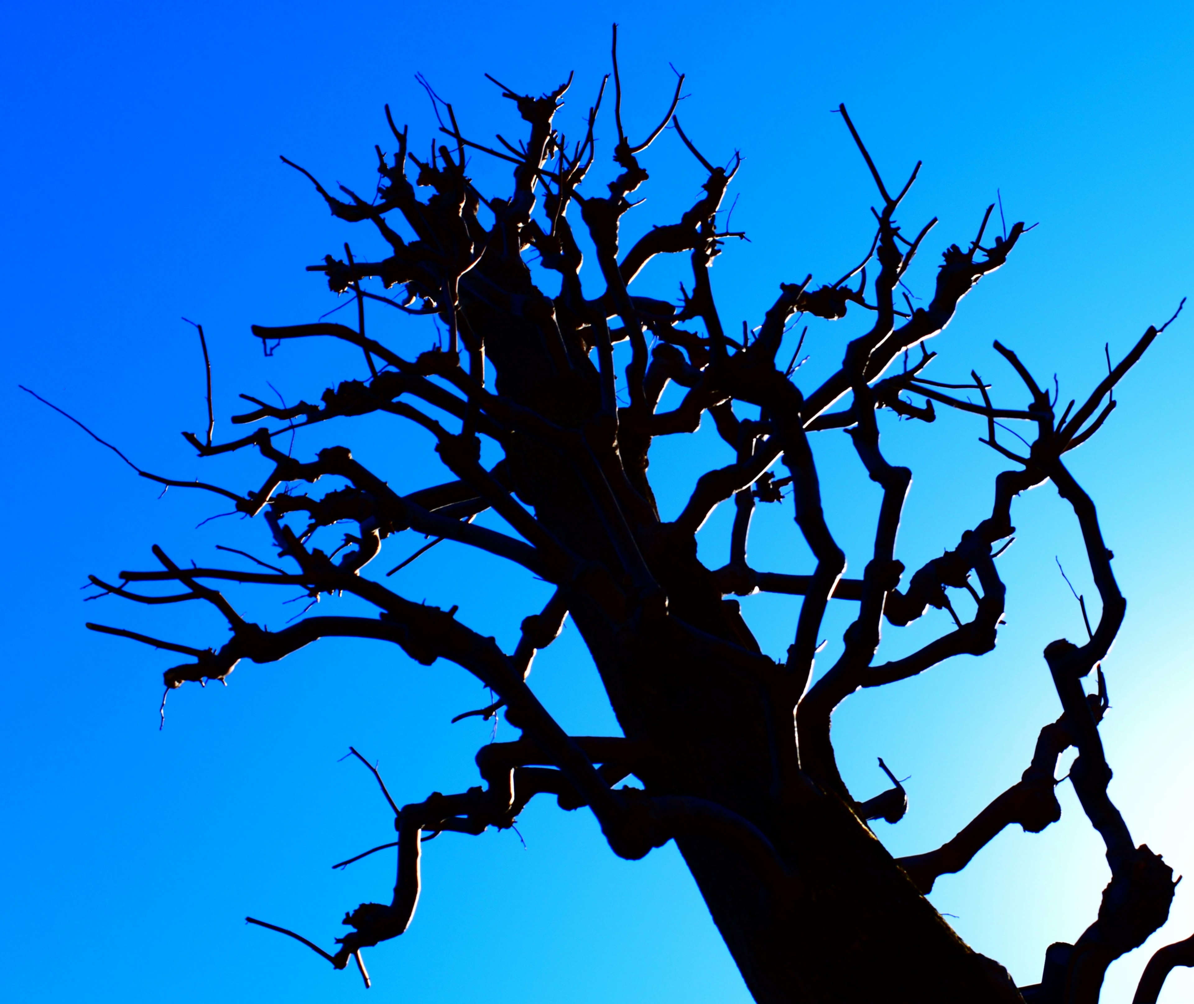 Silhouette of a barren tree against a blue sky