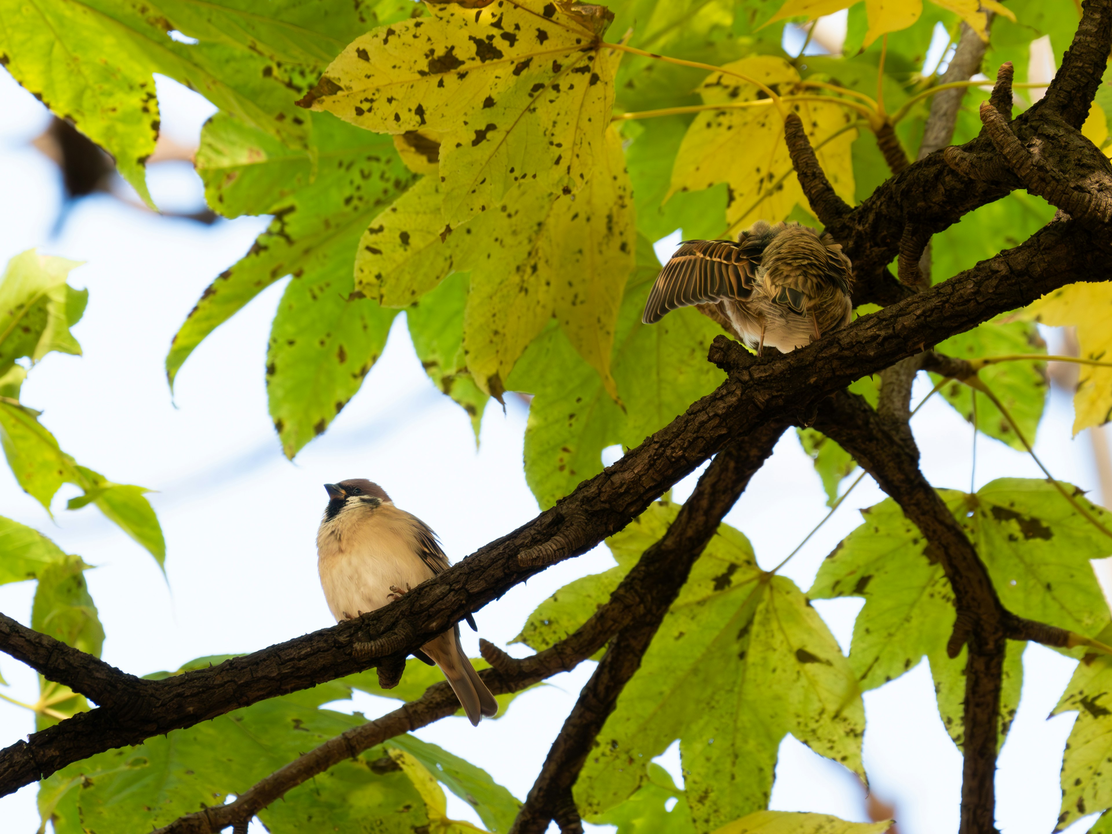 Two small birds perched among autumn leaves