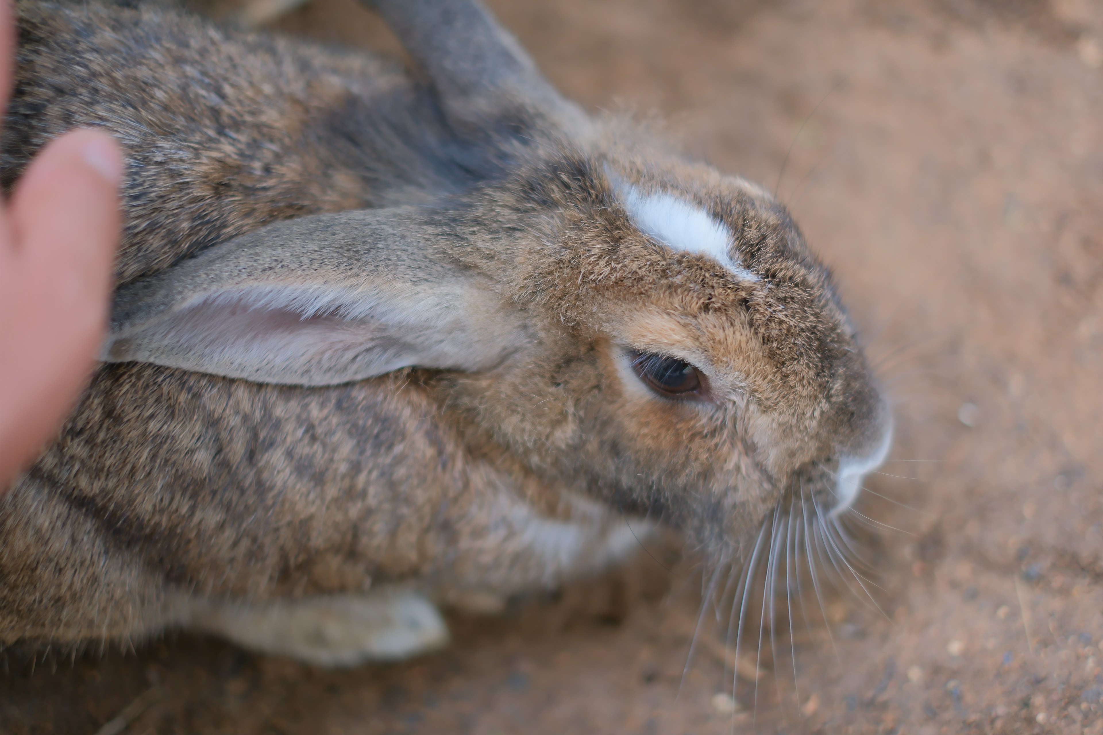 Lapin brun assis sur le sol avec une personne qui le caresse