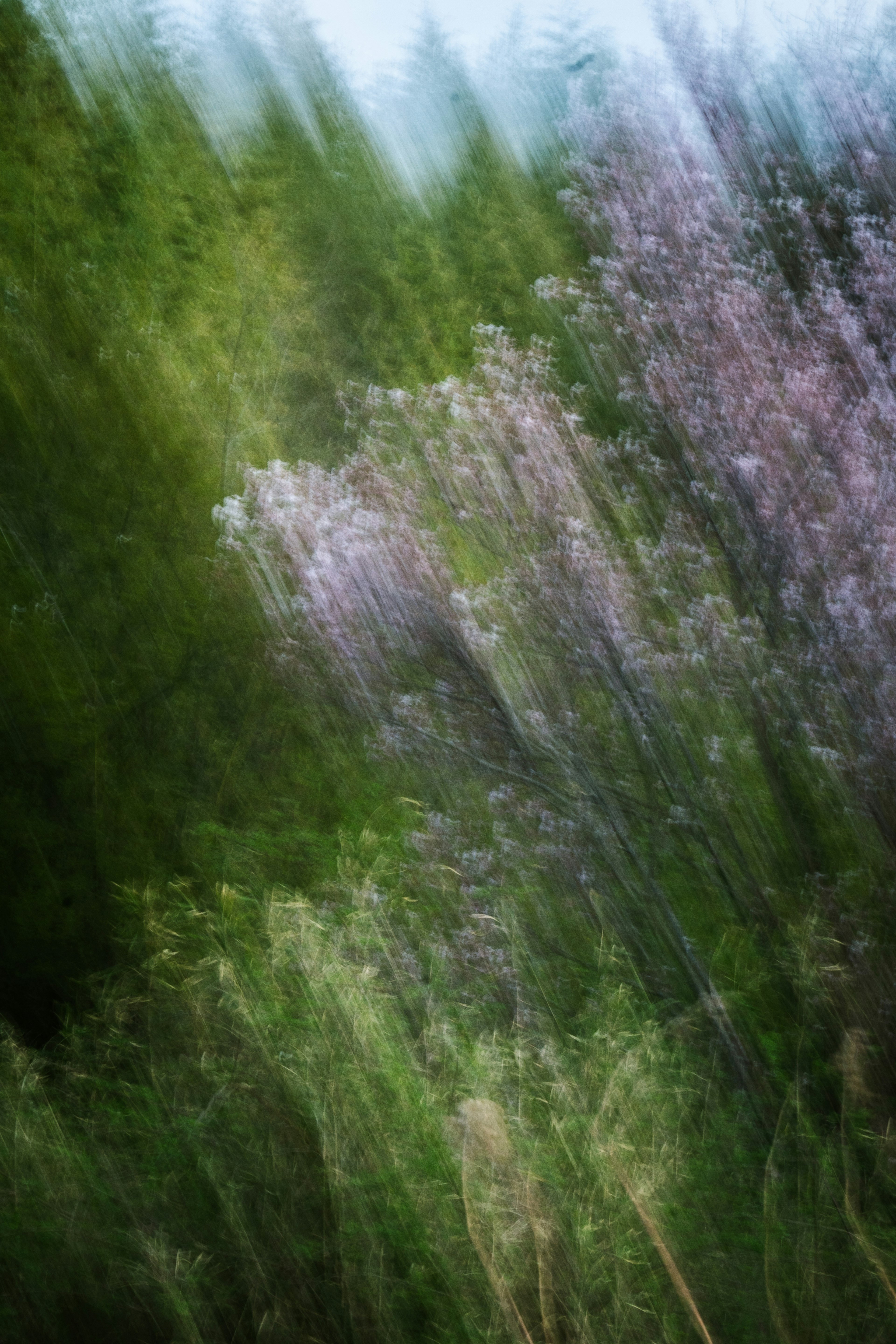 Abstrakte Naturszene mit verschwommenen grünen und lila Blumen