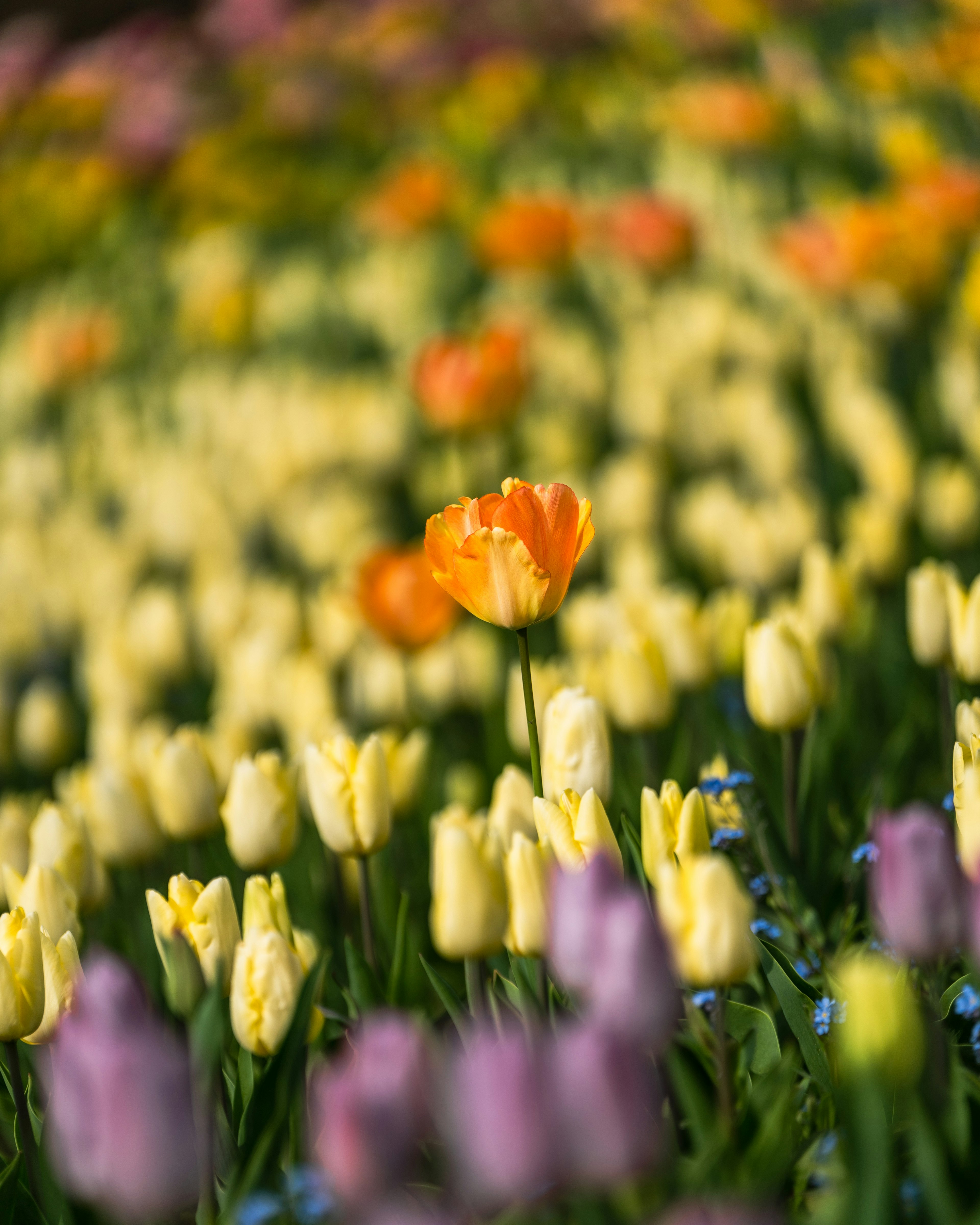 Ein lebhaftes Tulpenfeld mit einer auffälligen orangefarbenen Tulpe zwischen gelben und lila Blüten