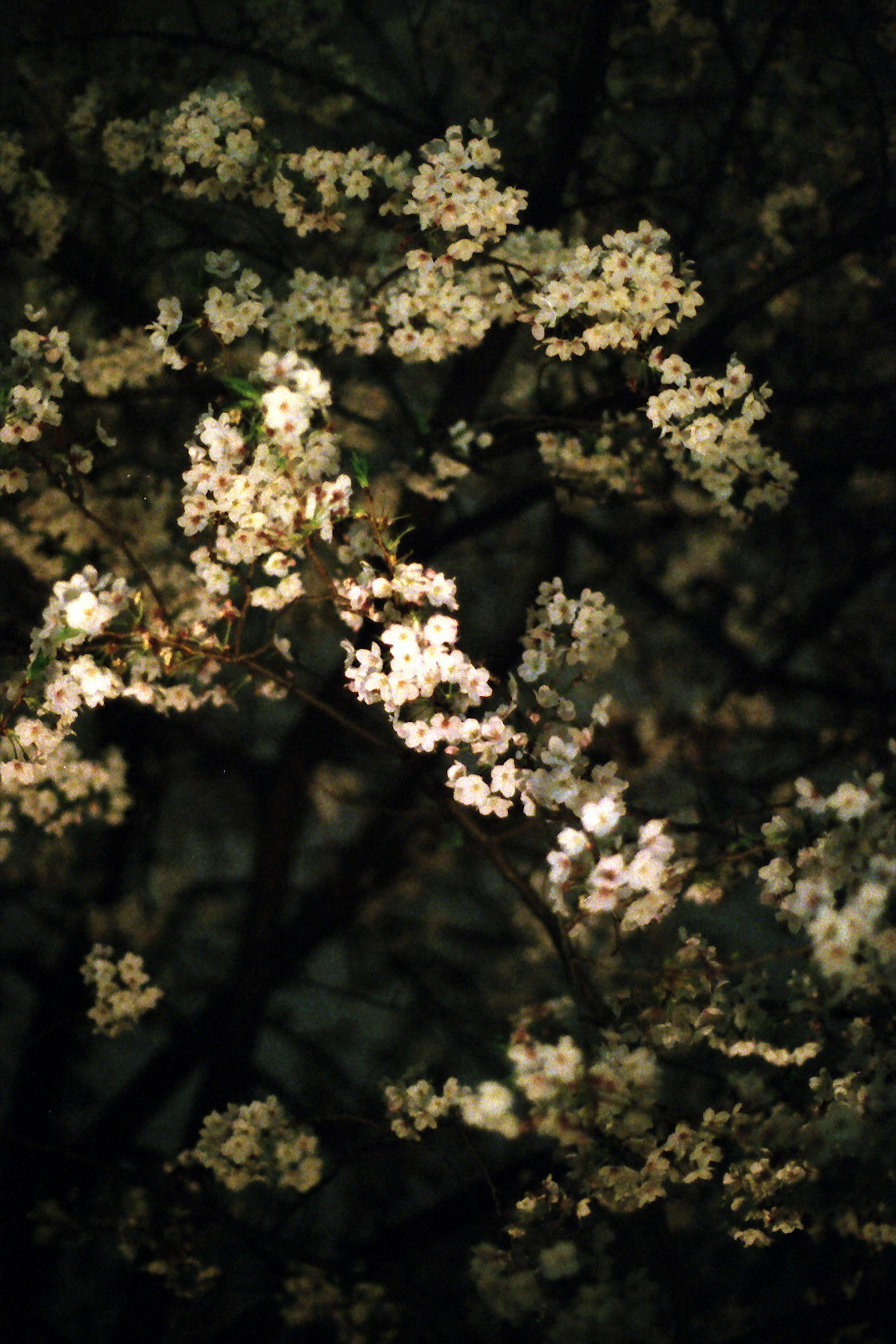 Cherry blossoms illuminated at night