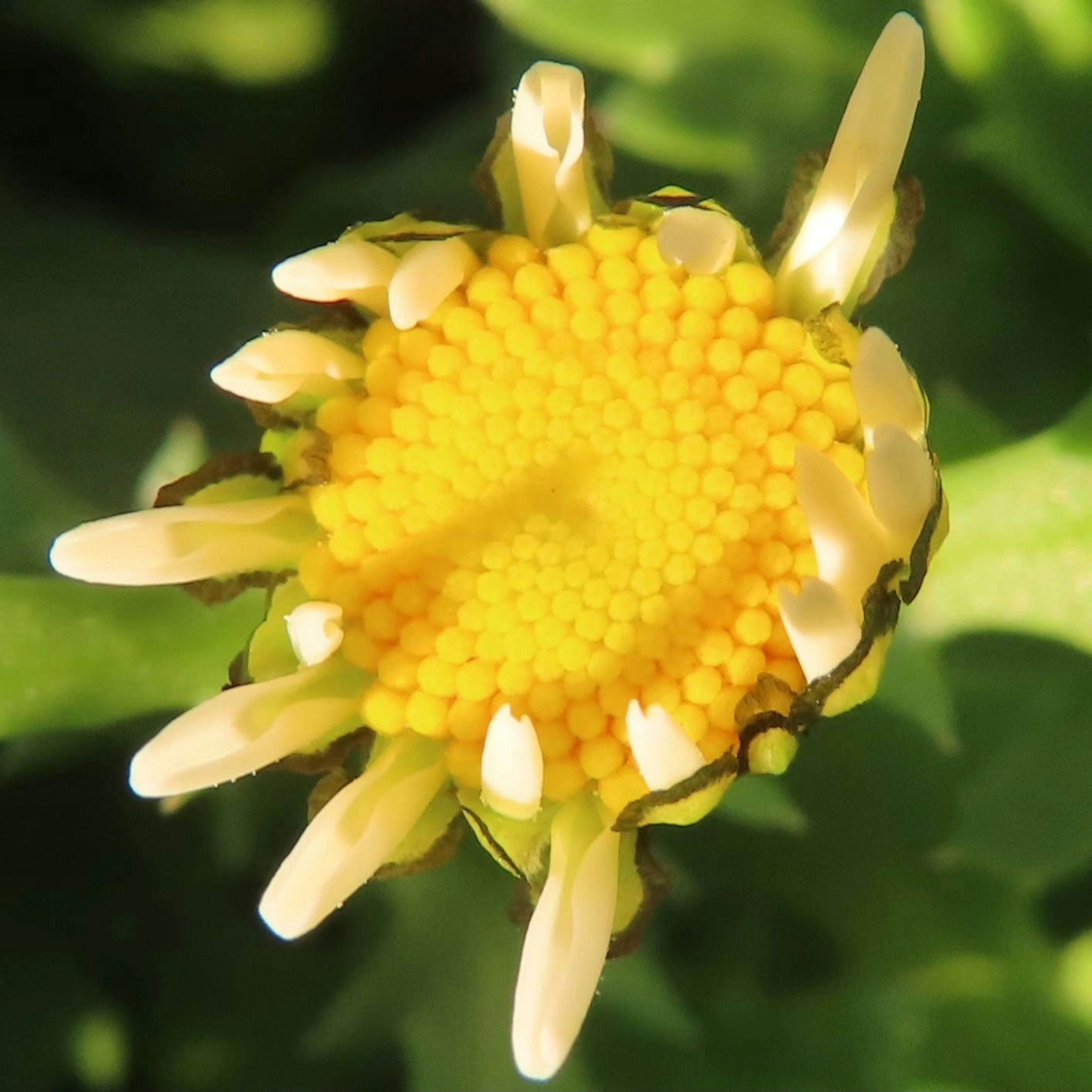 Nahaufnahme einer lebhaften gelben Blume mit weißen Blütenblättern