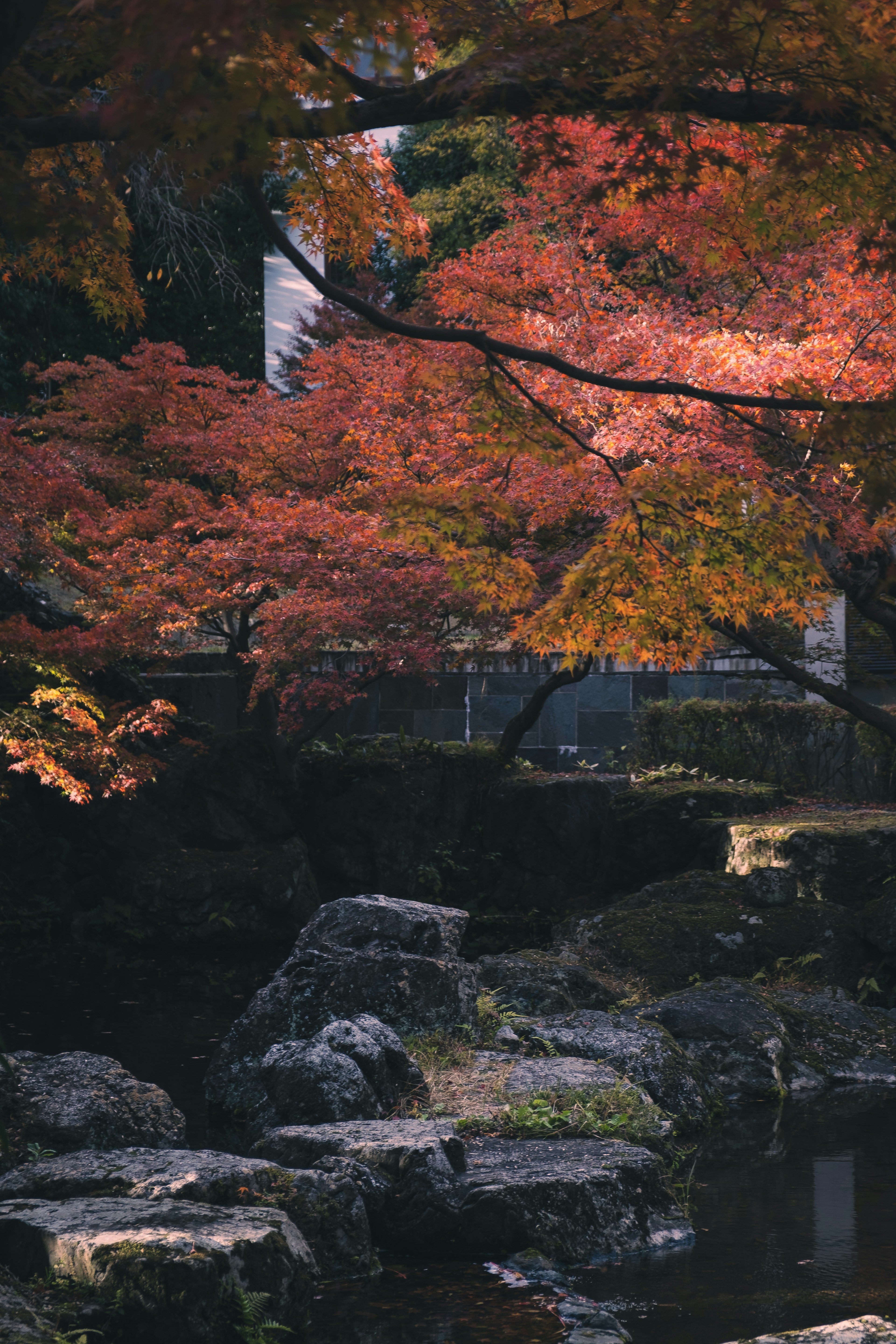 宁静池塘旁绚丽秋叶的风景