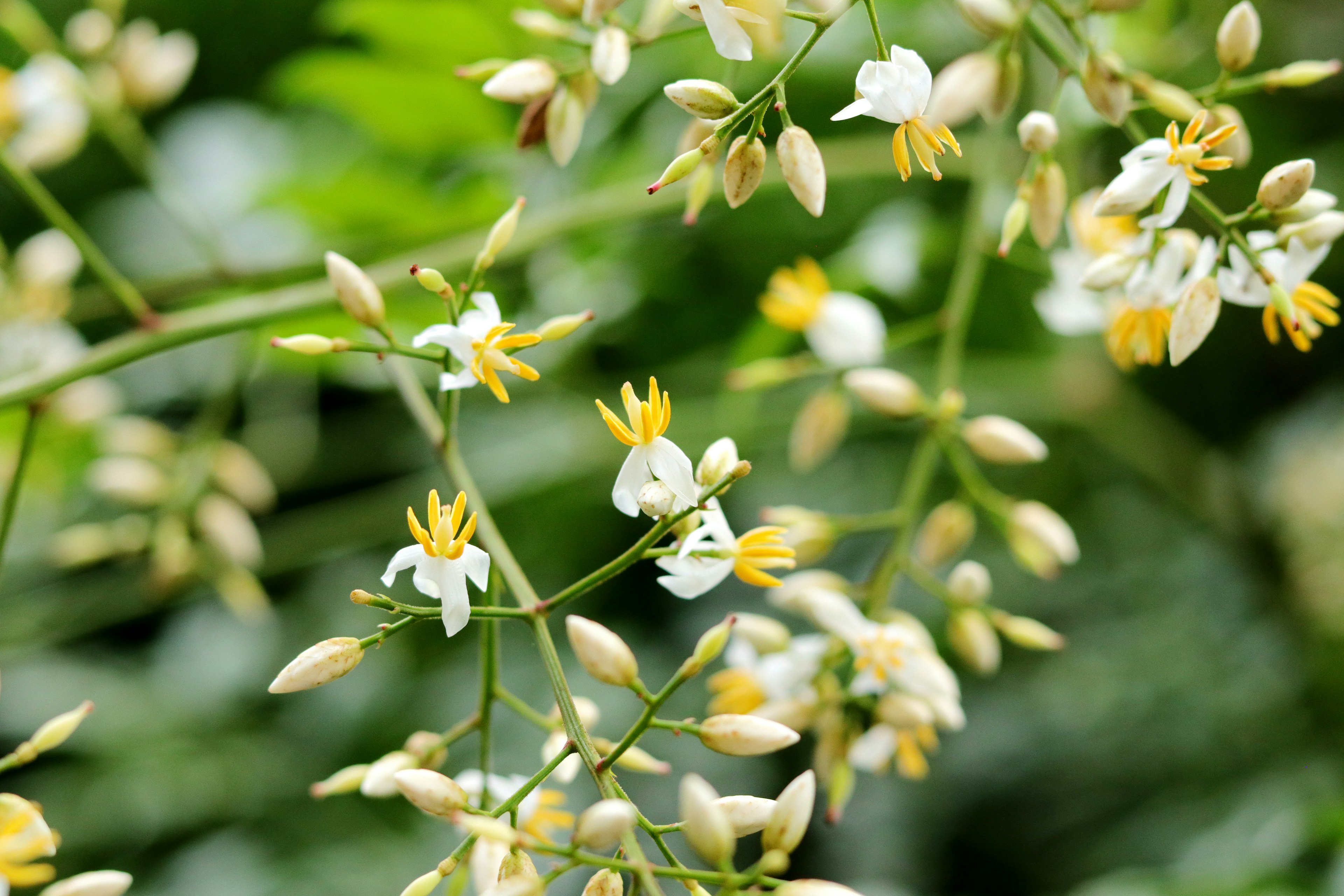 Close-up photo of a plant with white and yellow flowers