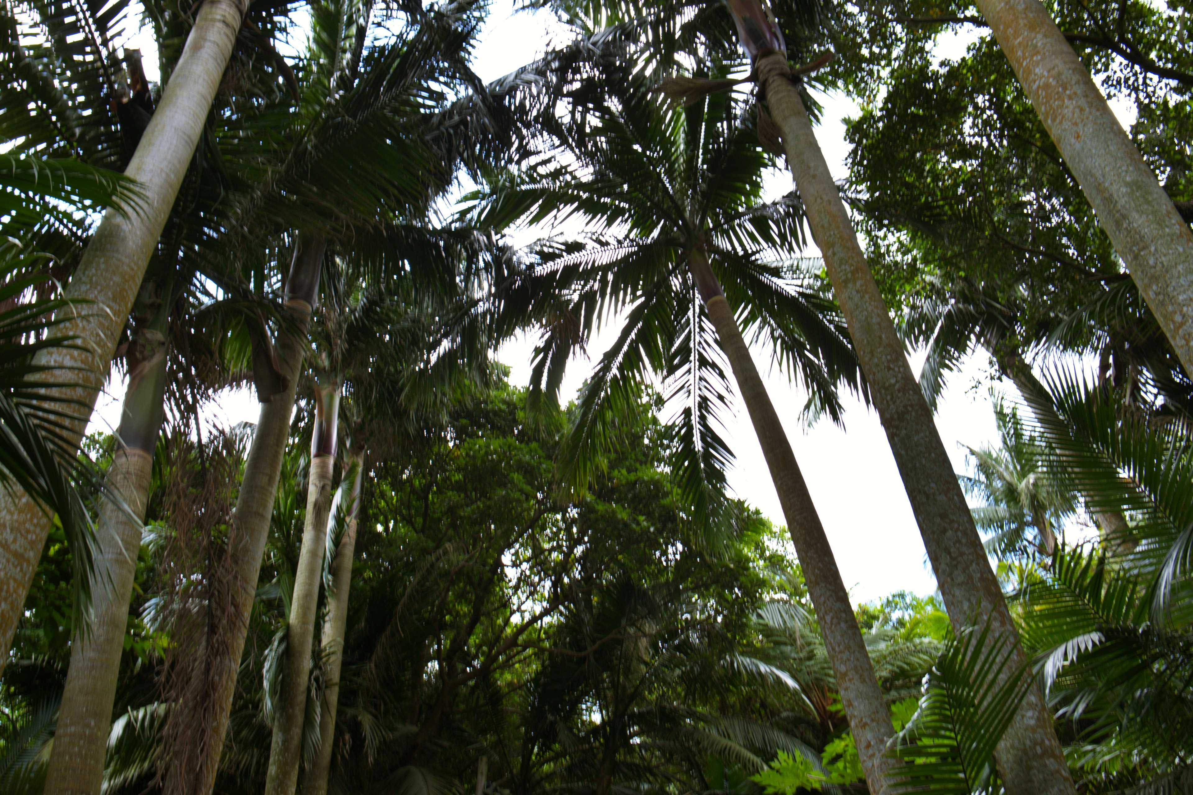 Palmiers luxuriants s'élevant dans un paysage tropical