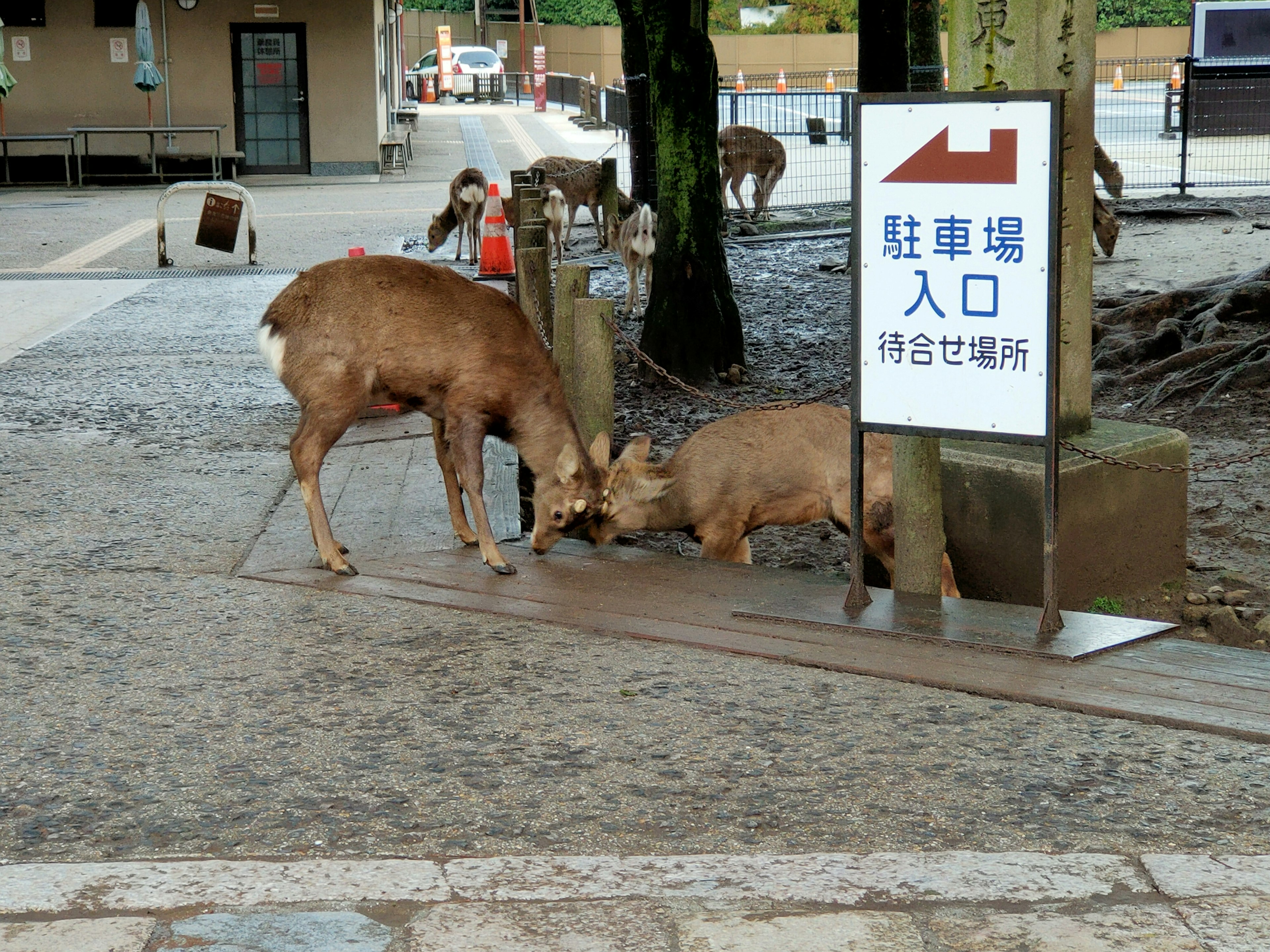 Deer interacting near an entrance sign in a park