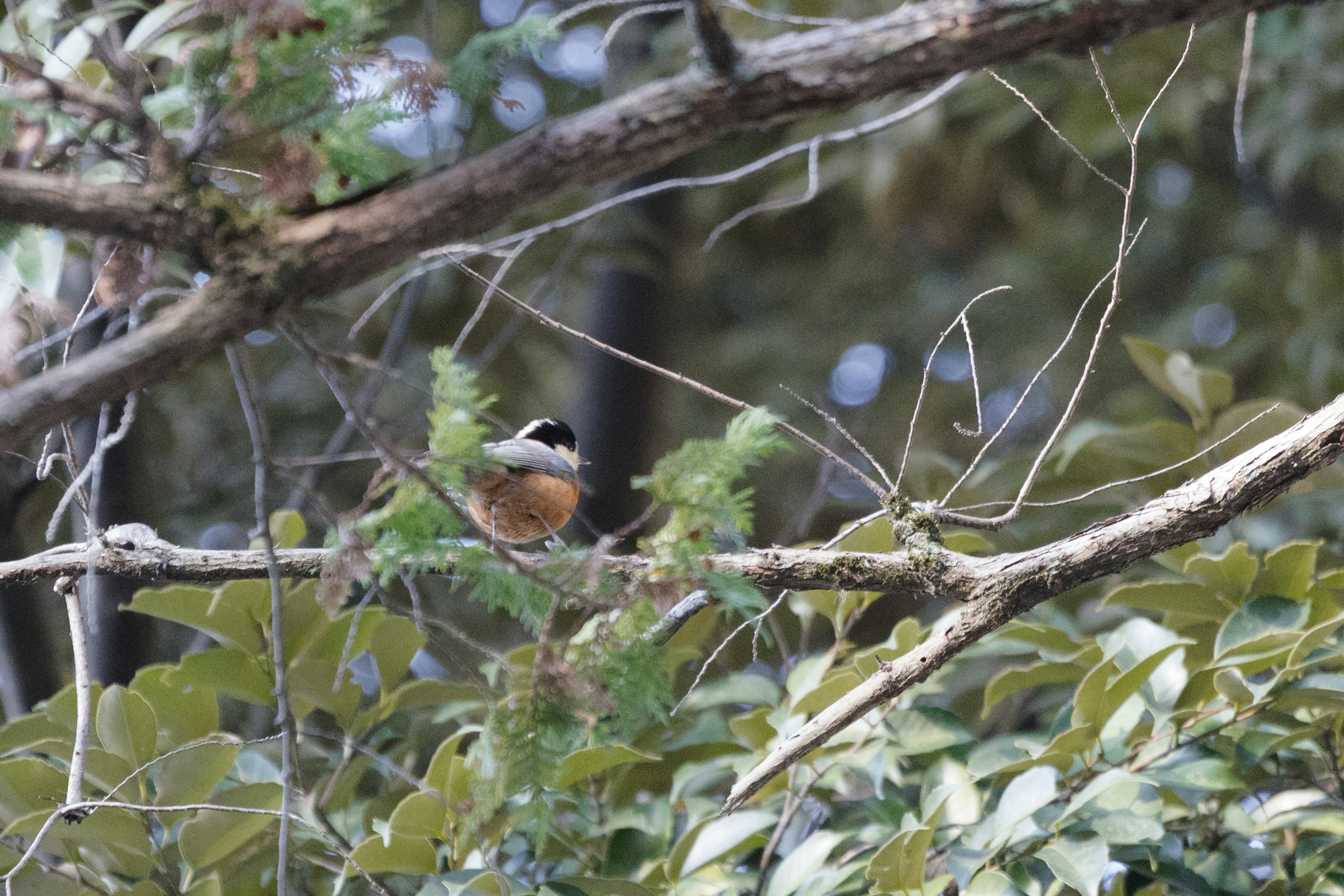 Un petit oiseau perché sur une branche entourée de feuilles vertes