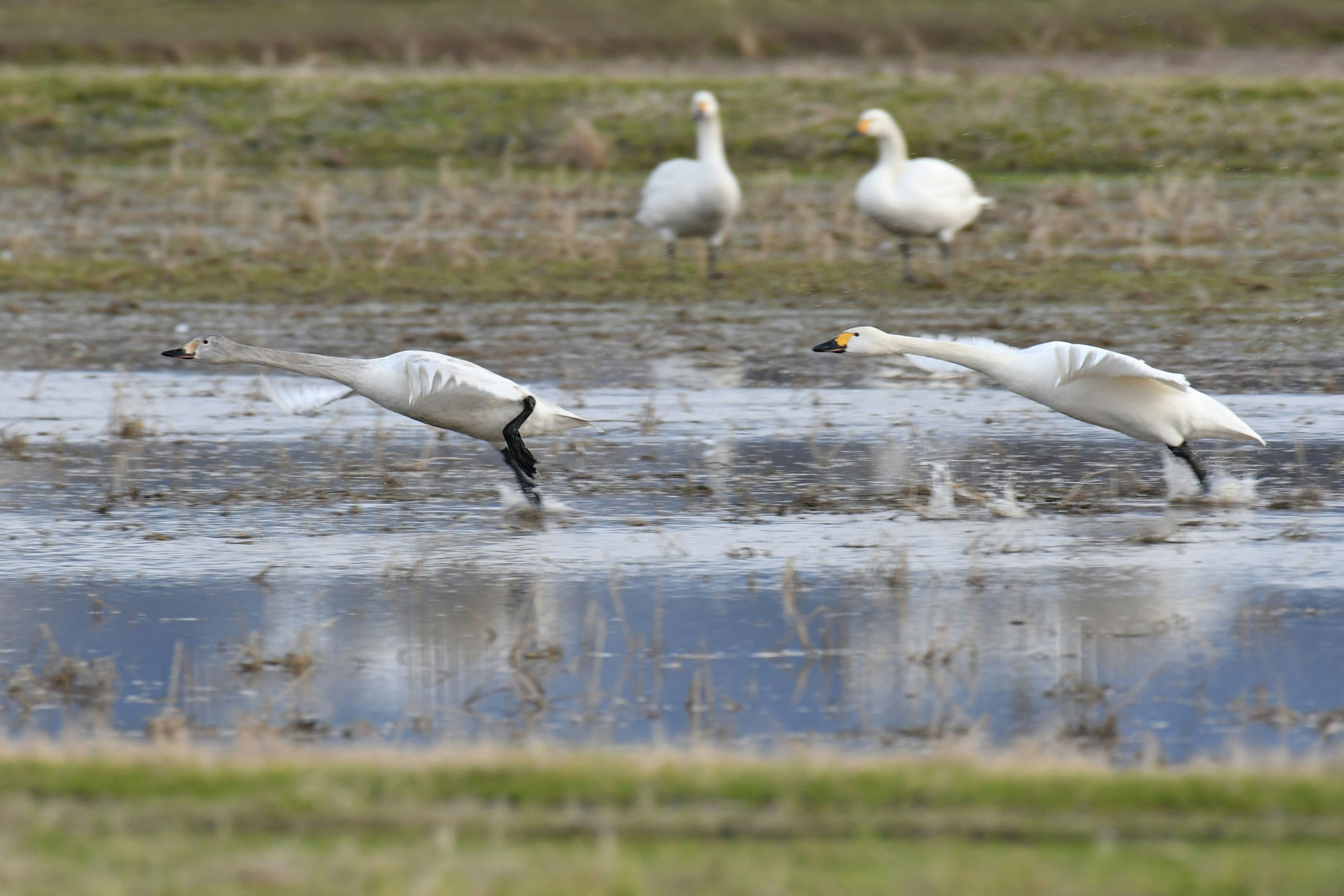 湿地で餌を探す白鳥と後ろにいる他の白鳥たち