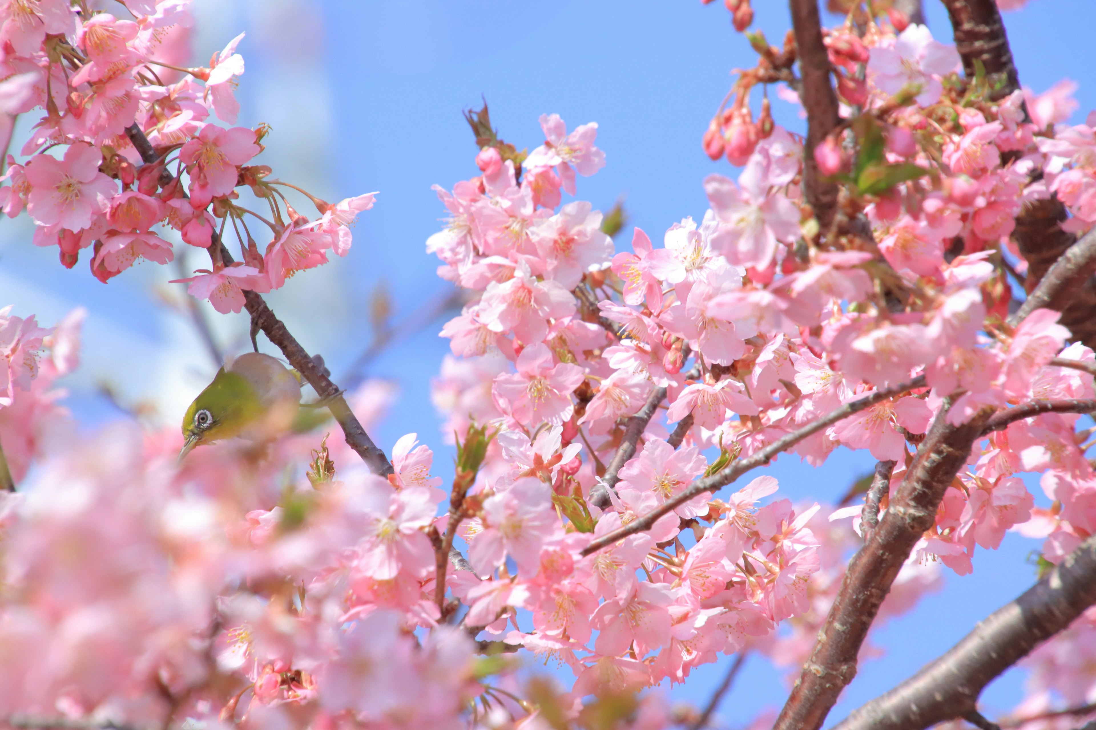 Kedekatan cabang bunga sakura dengan bunga merah muda di latar belakang langit biru