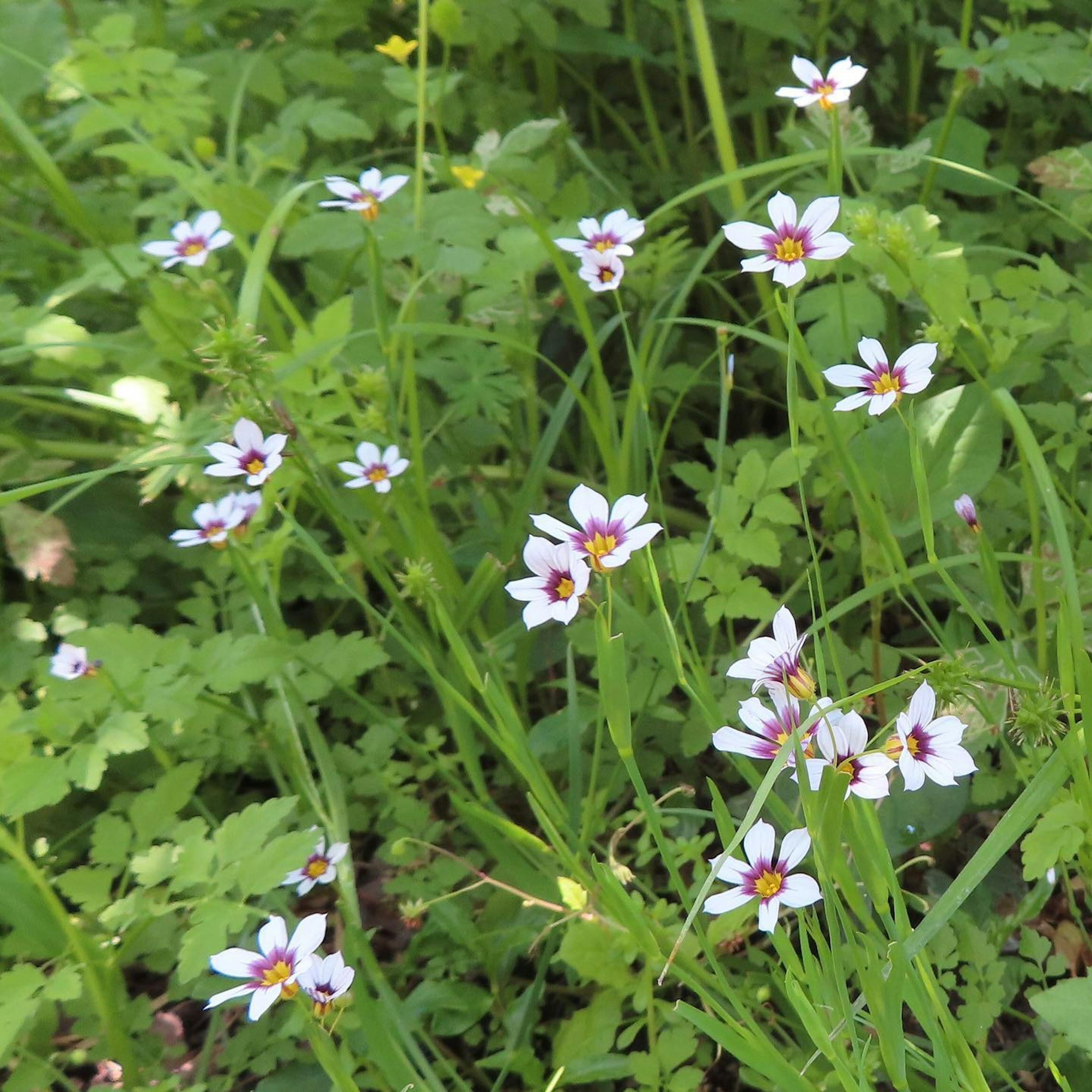 Eine Gruppe weißer Blumen mit gelben und roten Zentren im grünen Laub