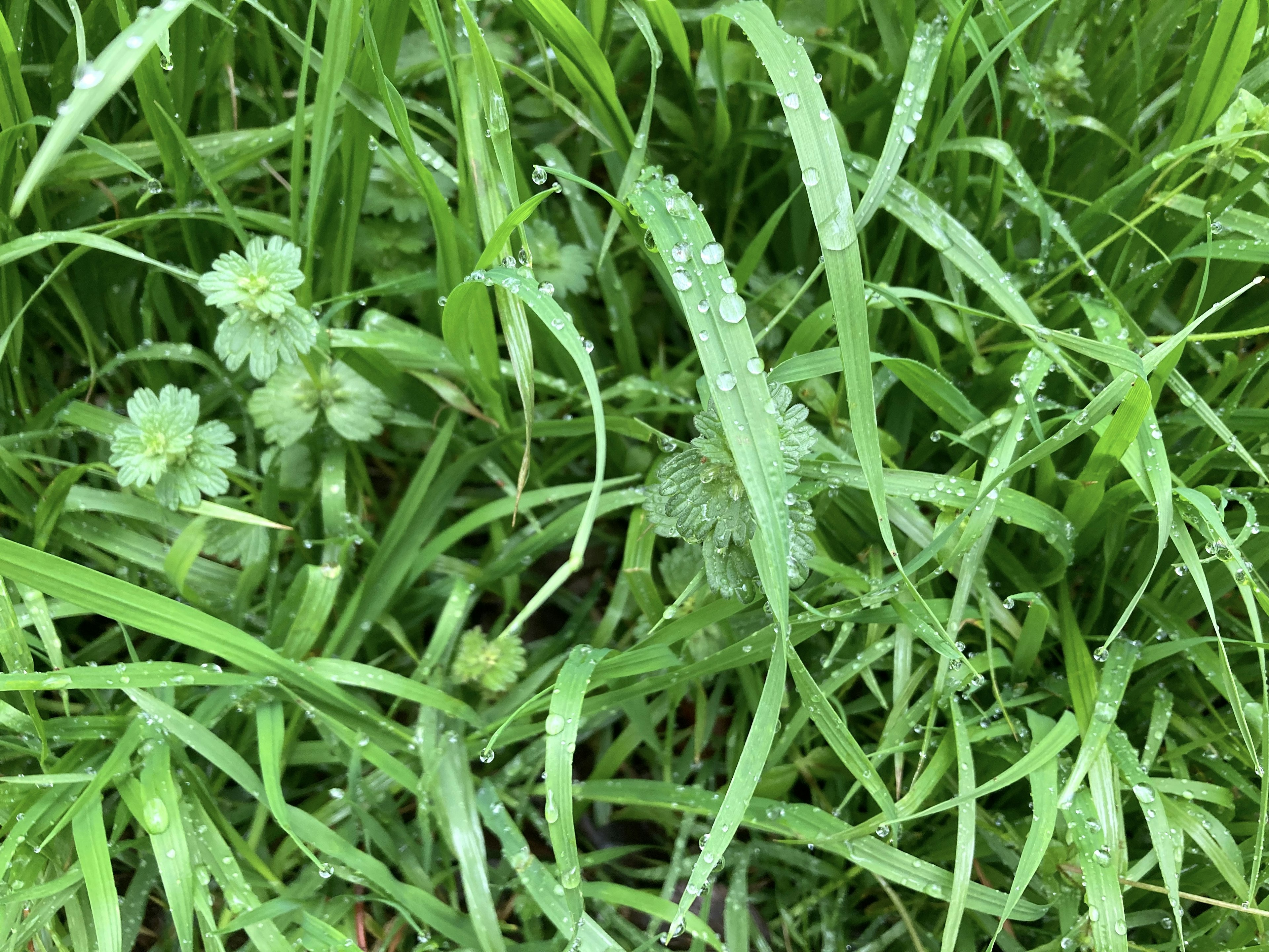 Lush green grass with small plants intertwined in a natural setting