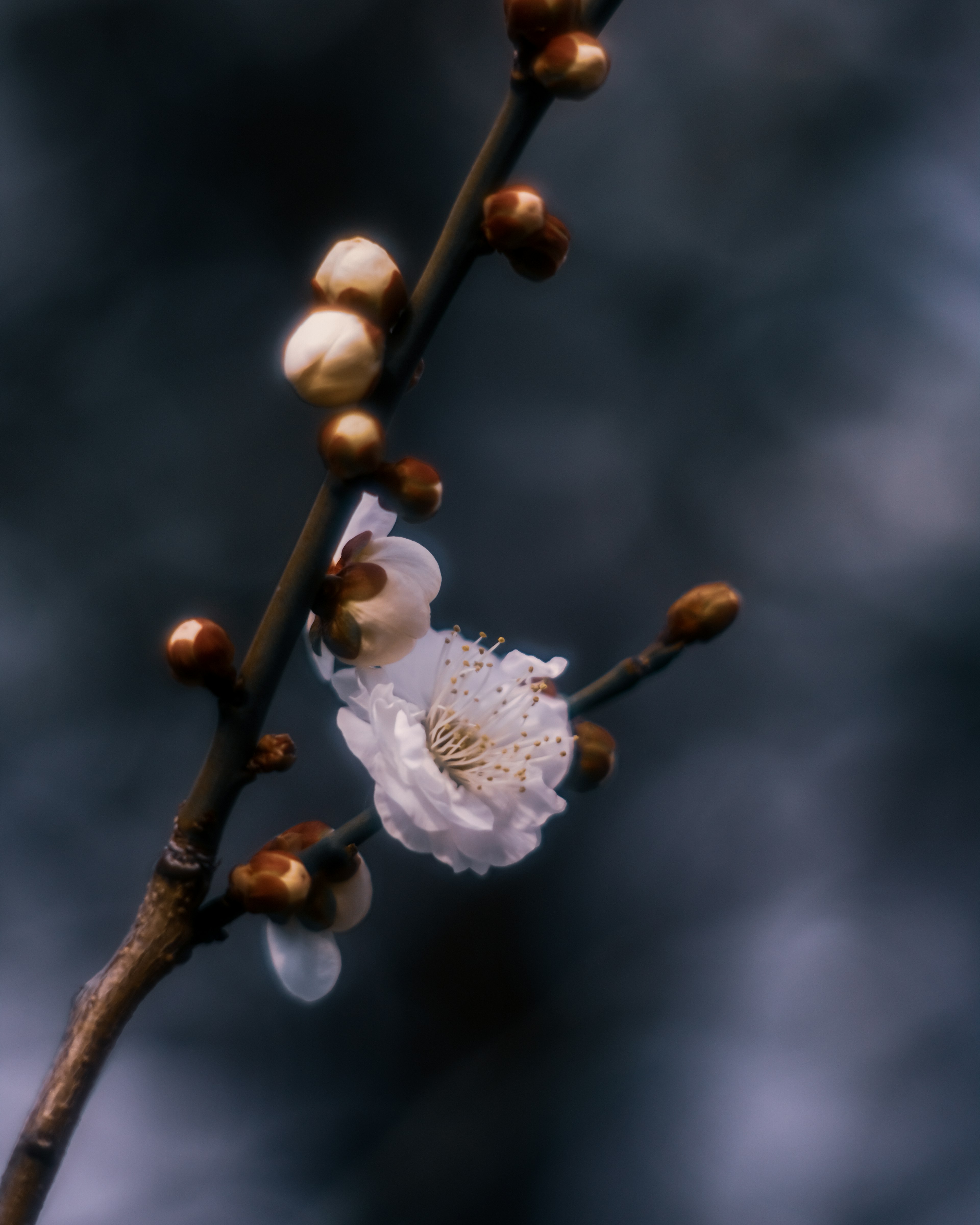 特写一根有白花和花苞的树枝