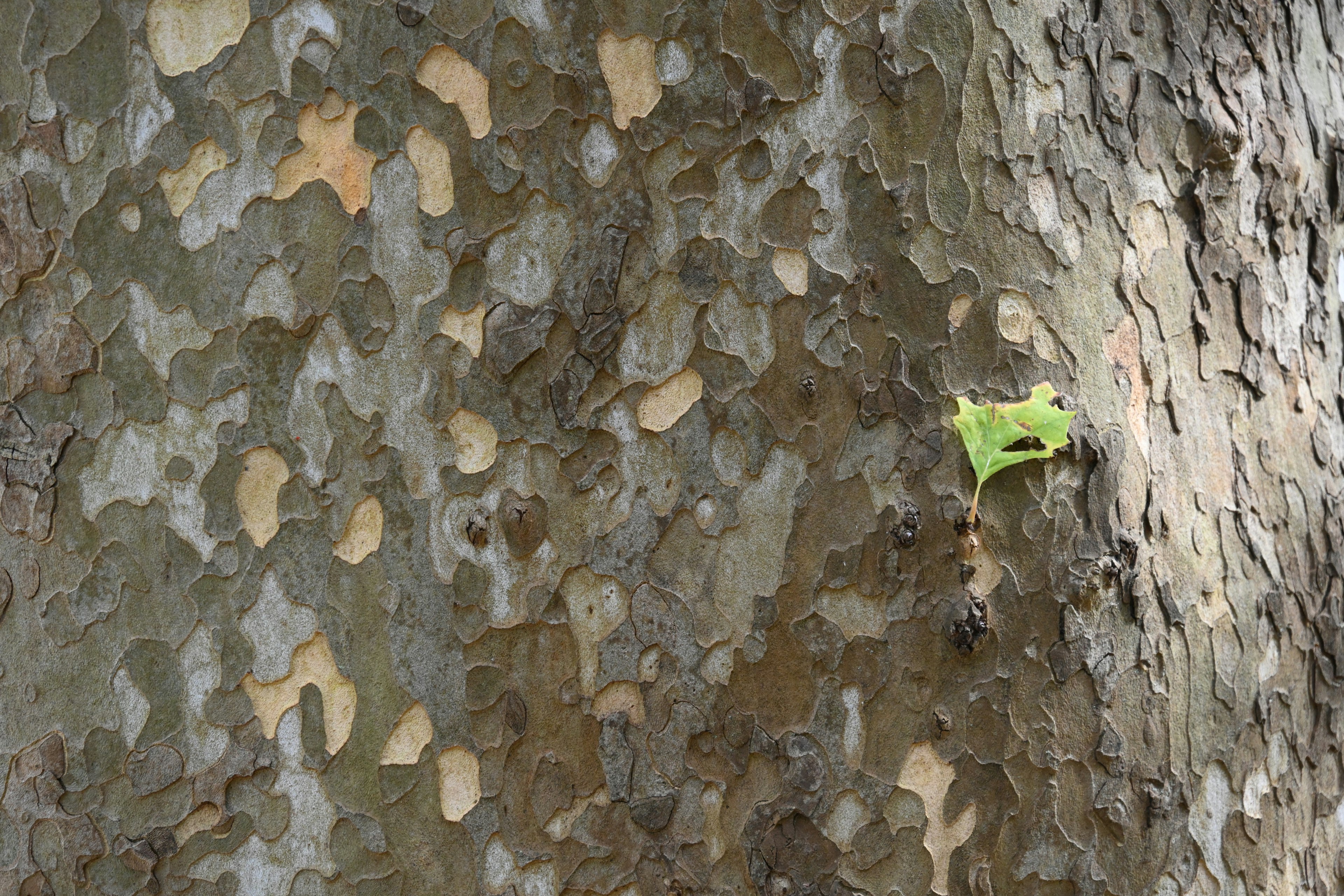 Motivi unici sulla superficie di un tronco d'albero con una foglia verde attaccata