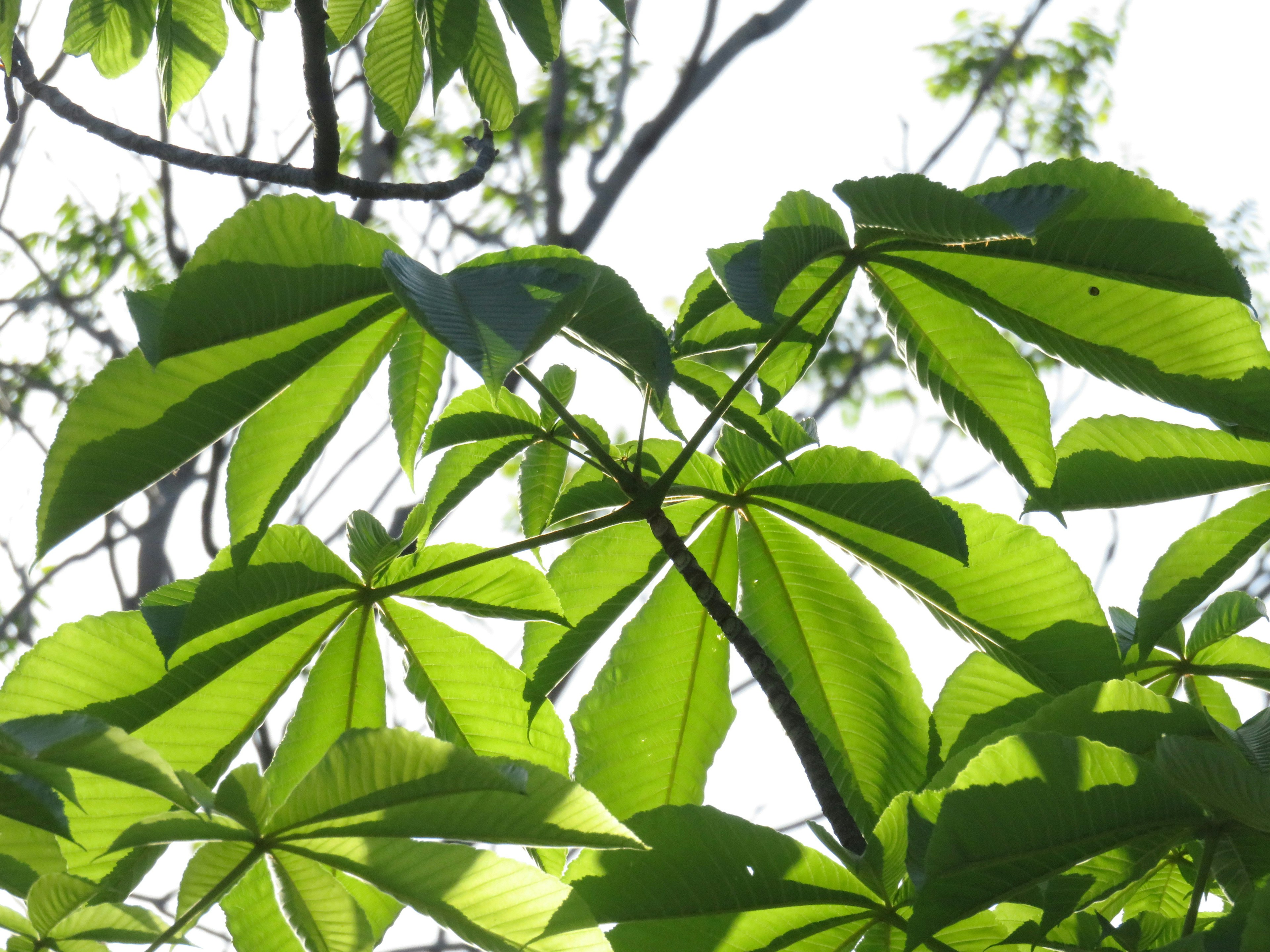 Large green leaves filtering sunlight