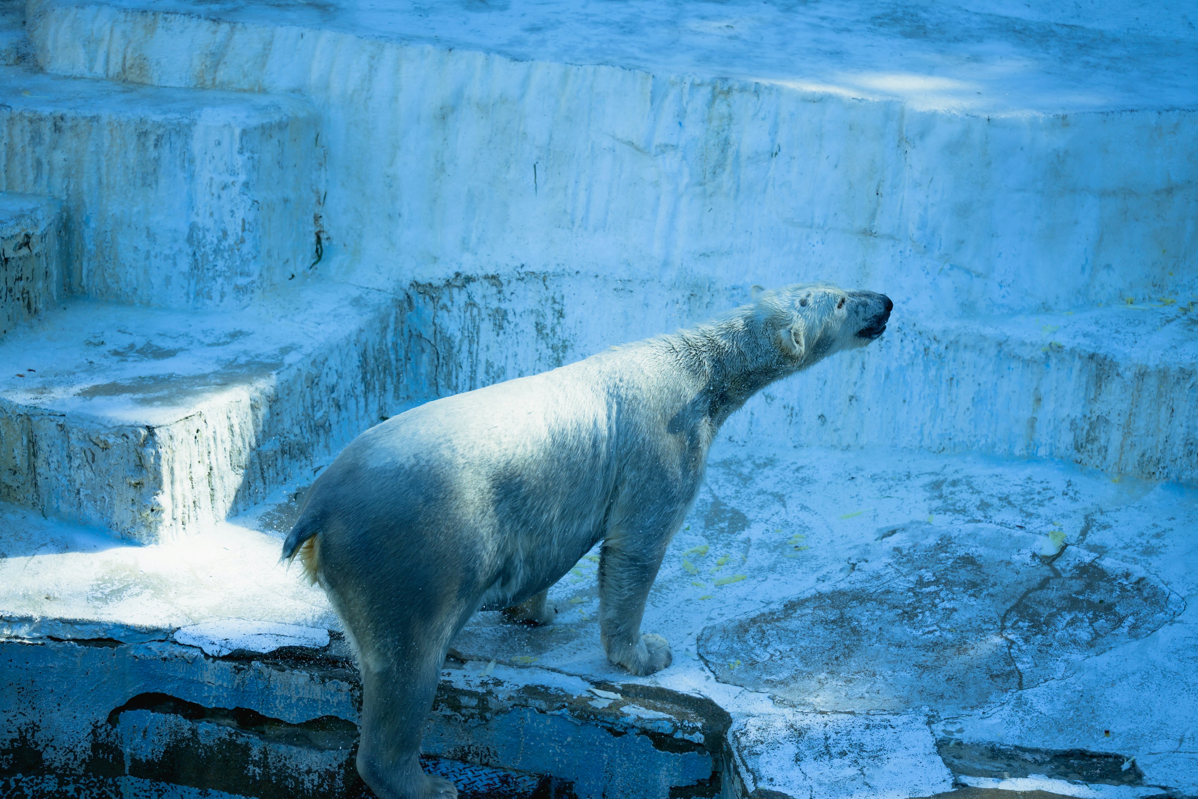 氷の上に立つ白クマのシルエットと青い背景