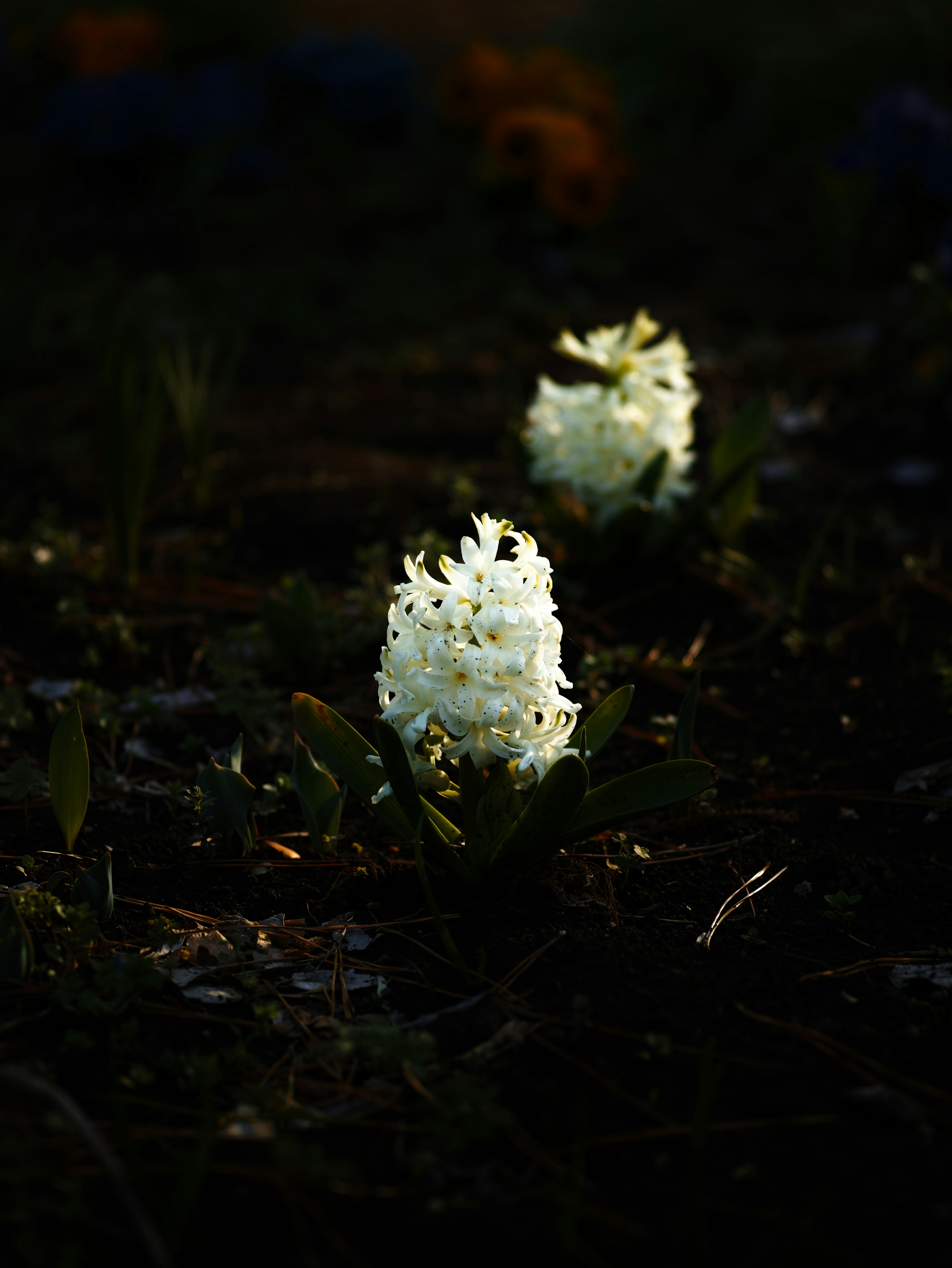 A serene scene featuring white flowers illuminated against a dark background
