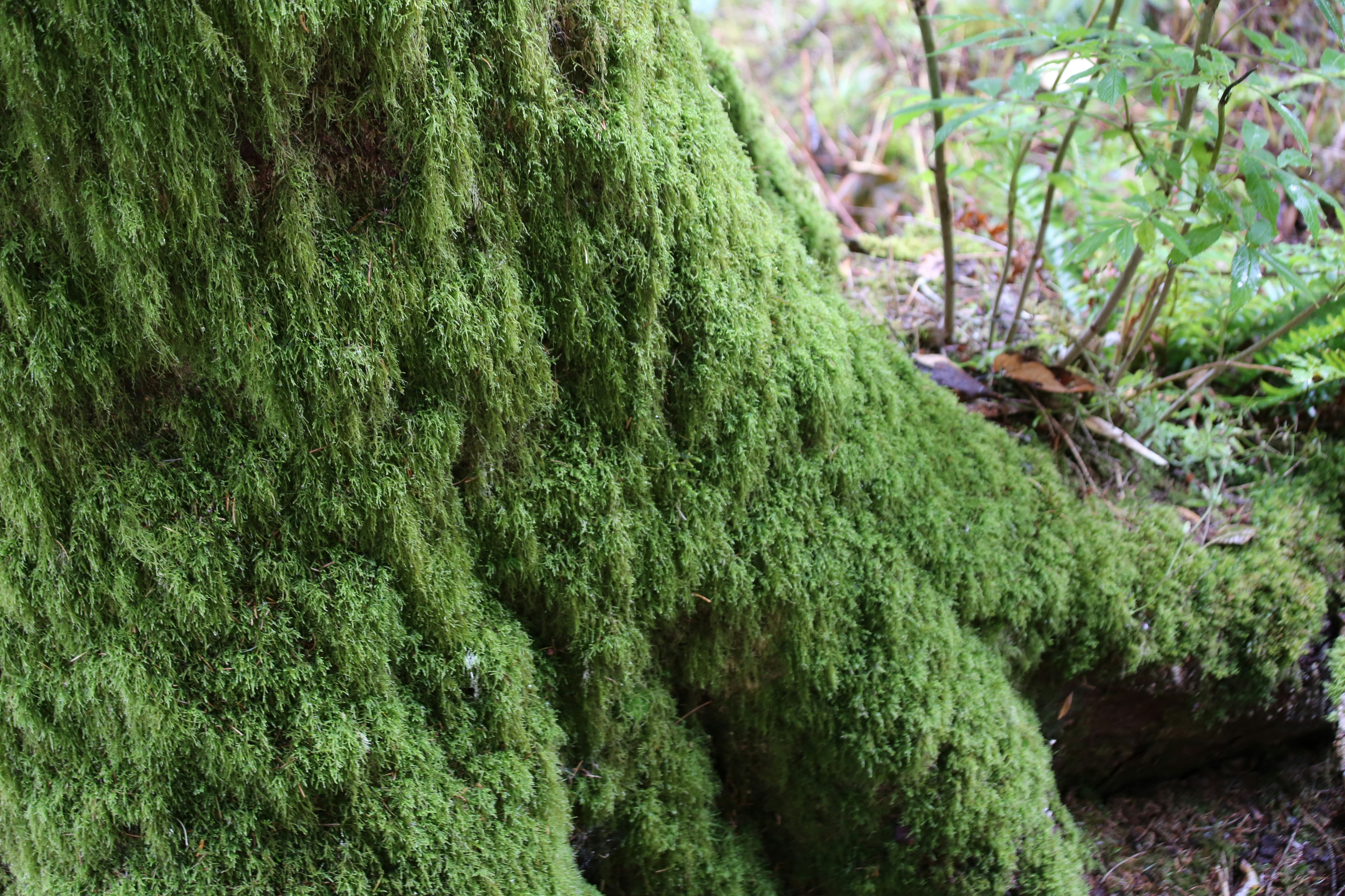 Close-up of a moss-covered tree trunk rich in green moss