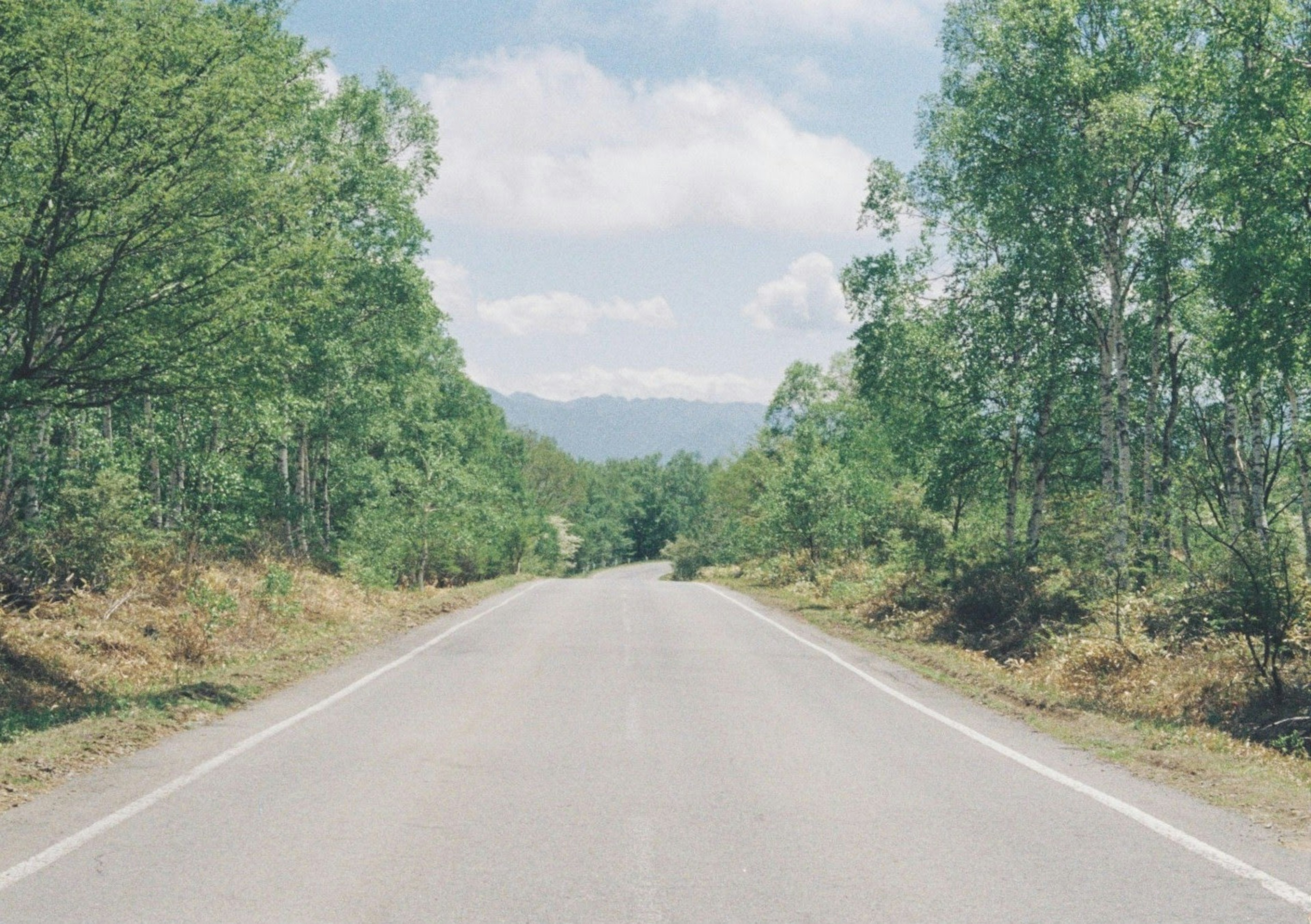 緑の木々に囲まれた静かな道路の風景