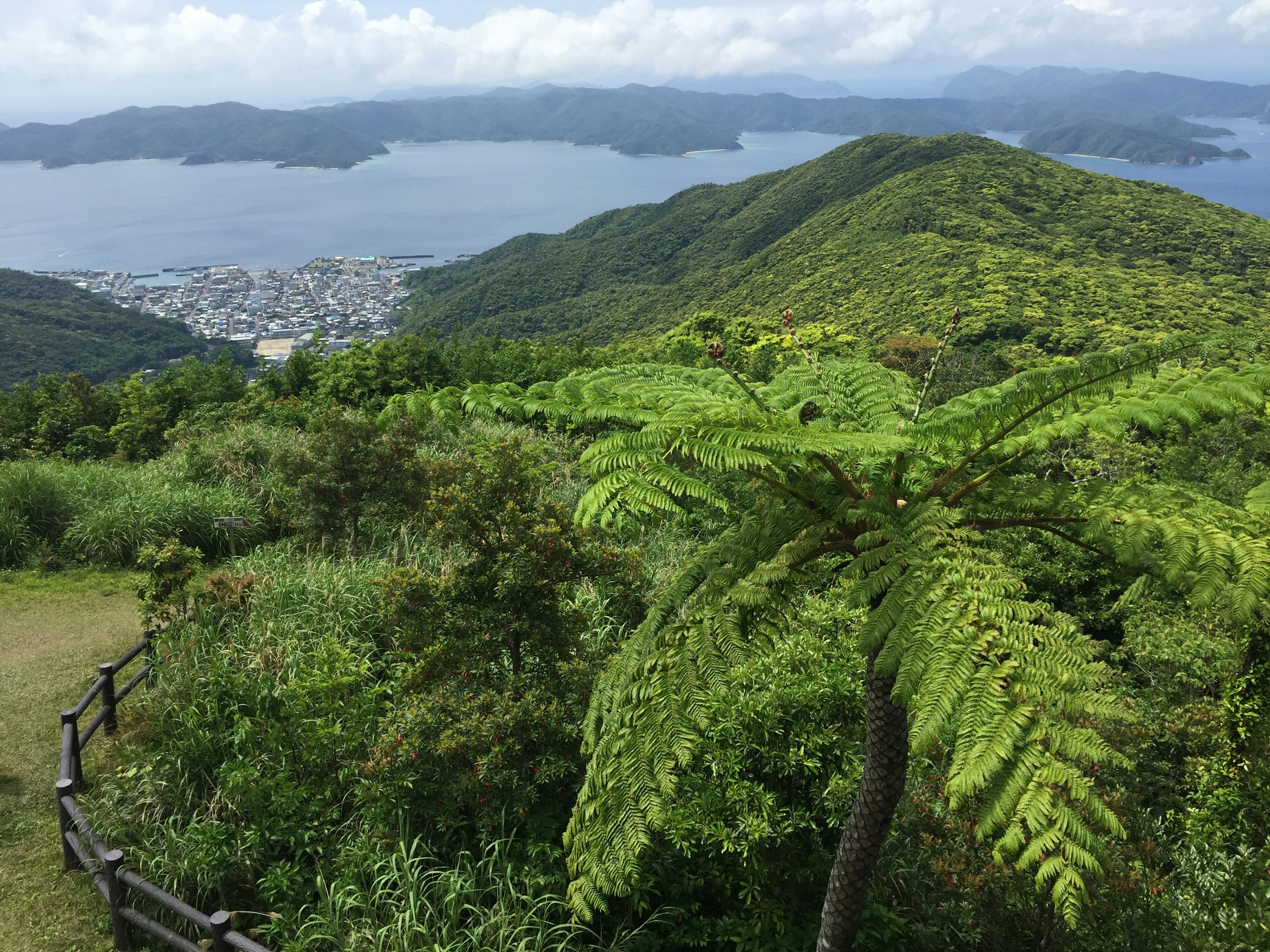 緑豊かな山々と海の眺めに囲まれた風景で、手前にはシダ植物が見える