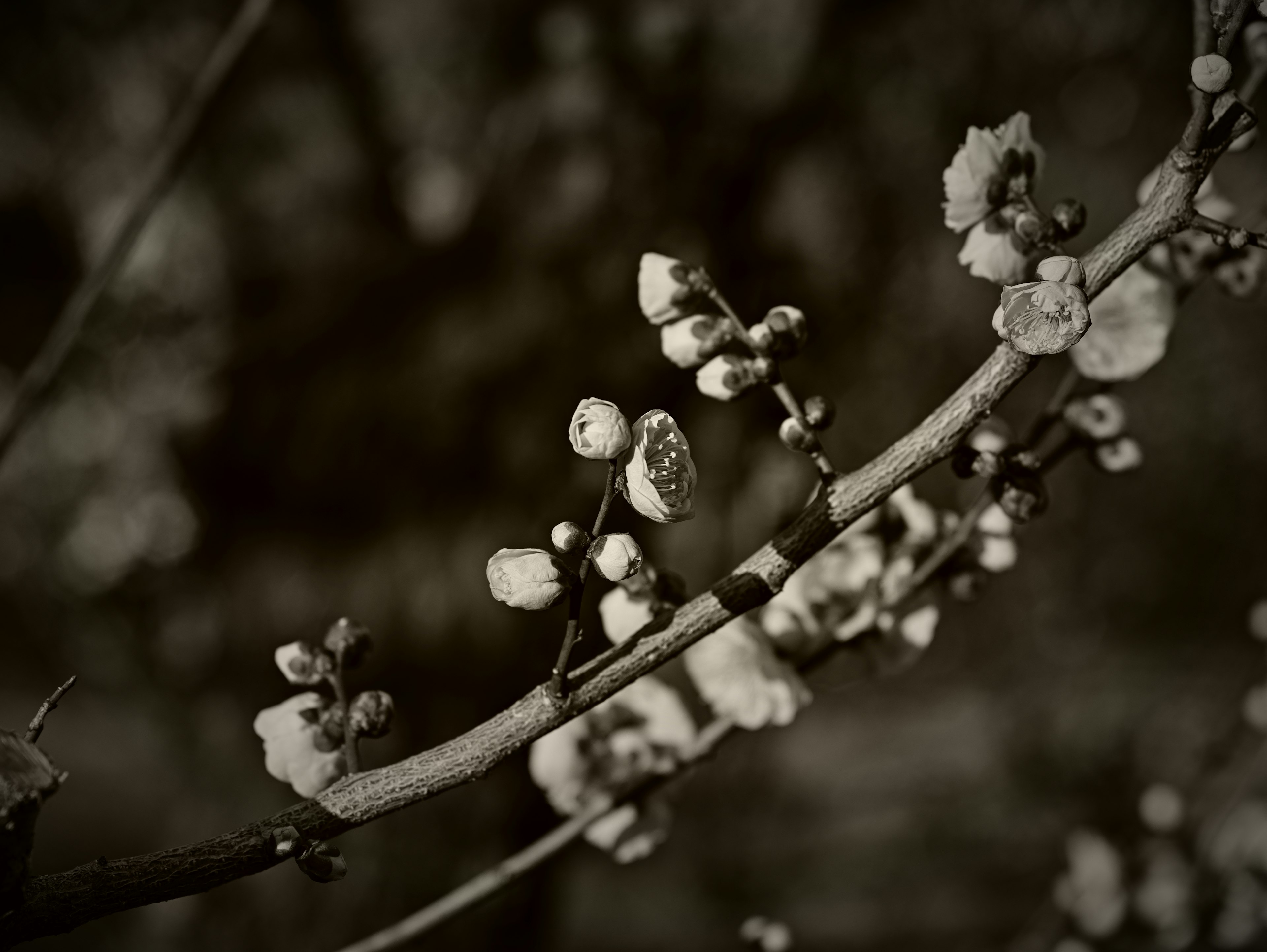 Nahaufnahme eines Zweigs mit weißen Blumen in Schwarz-Weiß