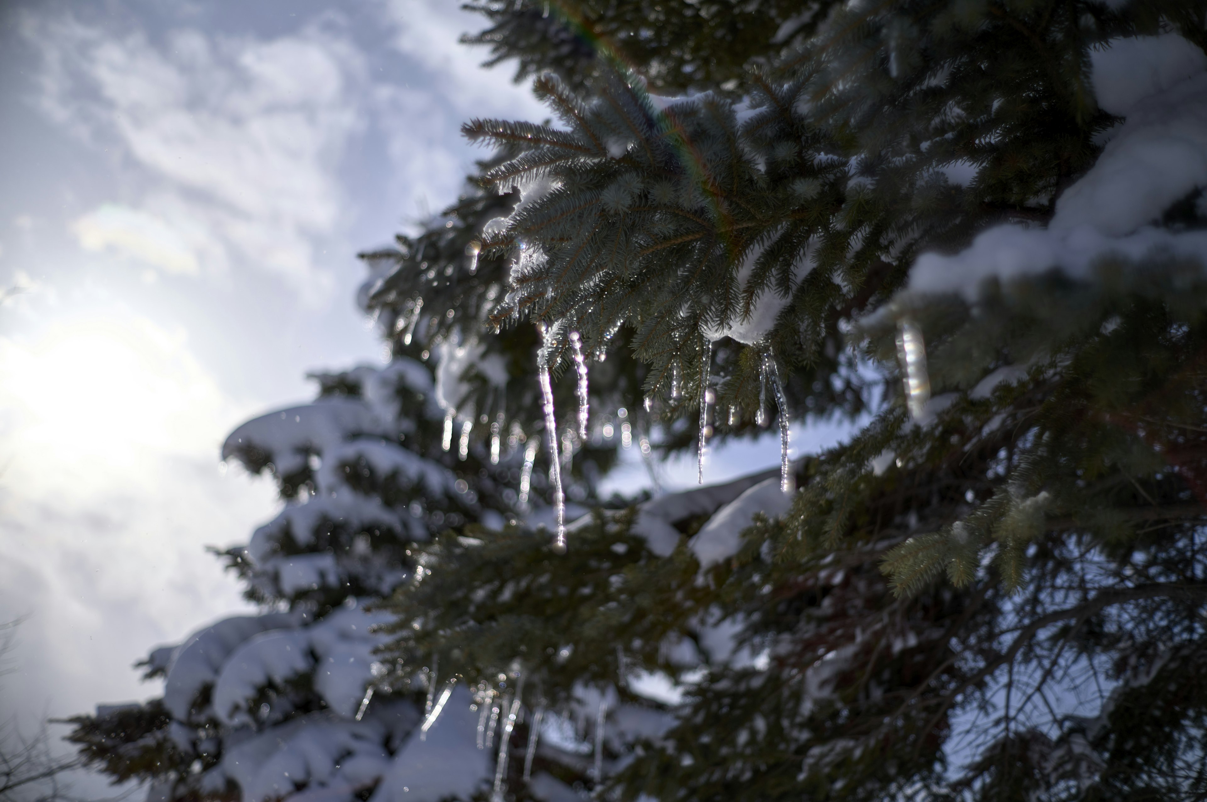 Schneebedeckter Baum mit Eiszapfen und bewölktem Himmel