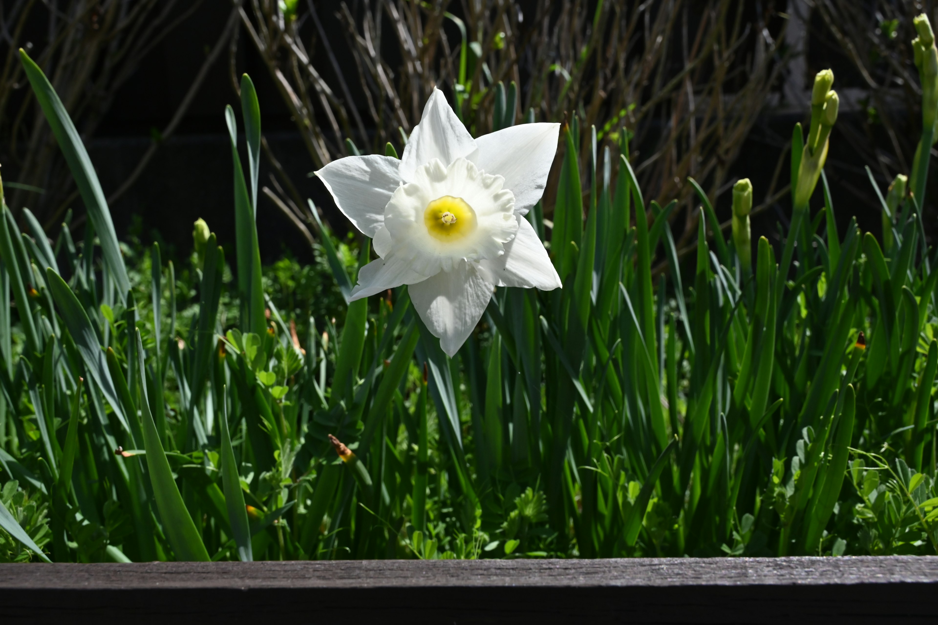 Une fleur de narcisse blanc fleurissant parmi des feuilles vertes