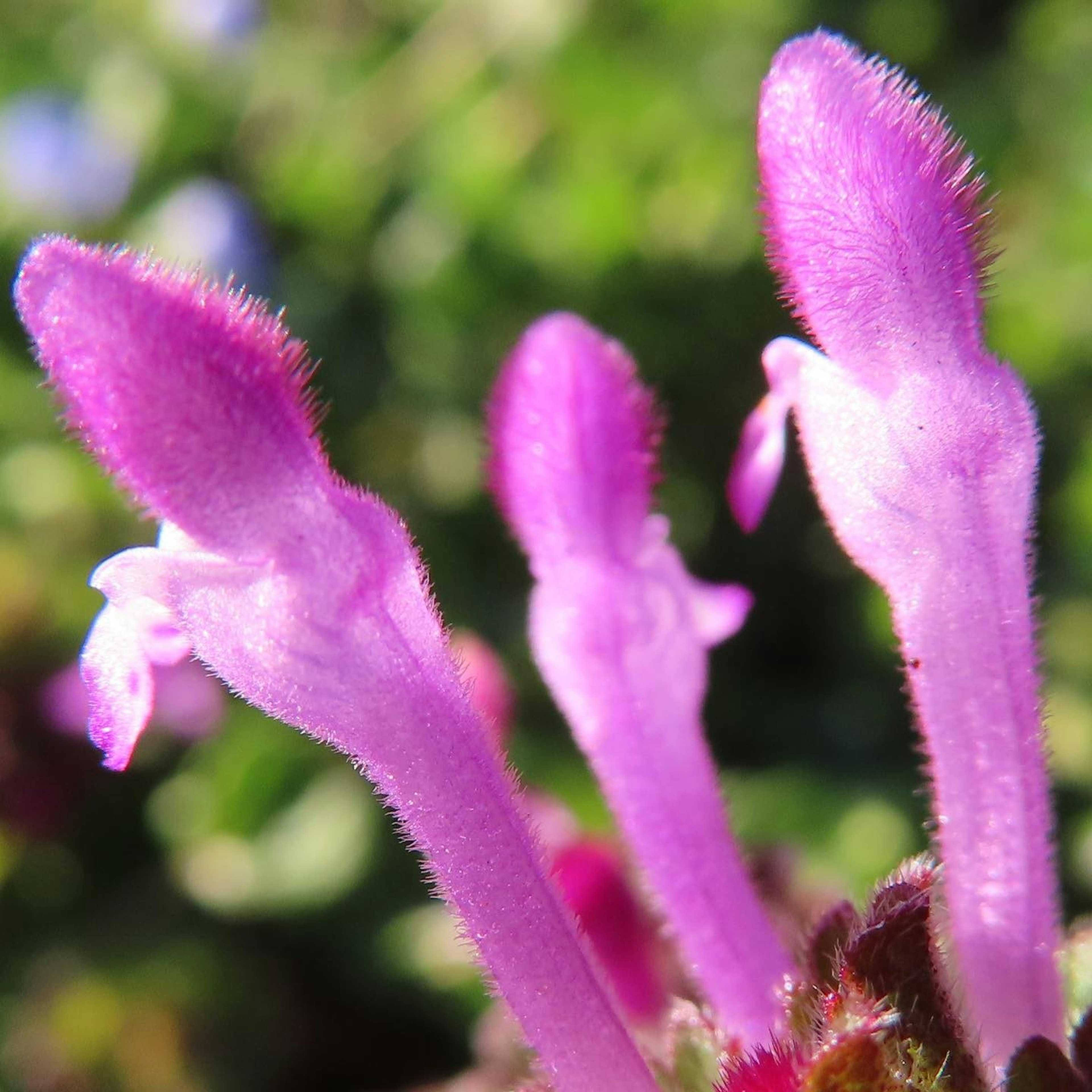 Three purple flower buds with fuzzy textures