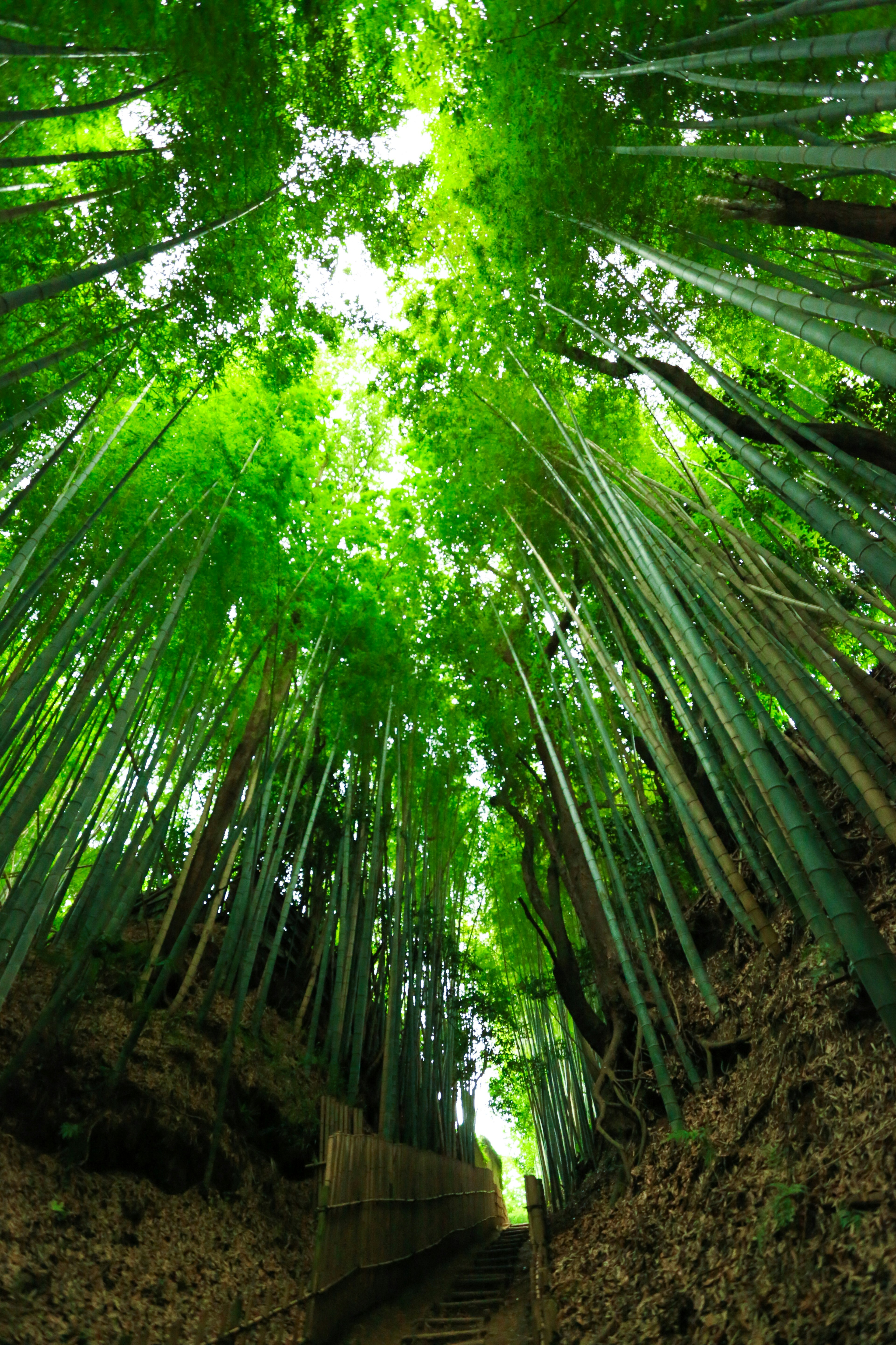 Vista verso l'alto di una foresta di bambù verde con cielo luminoso