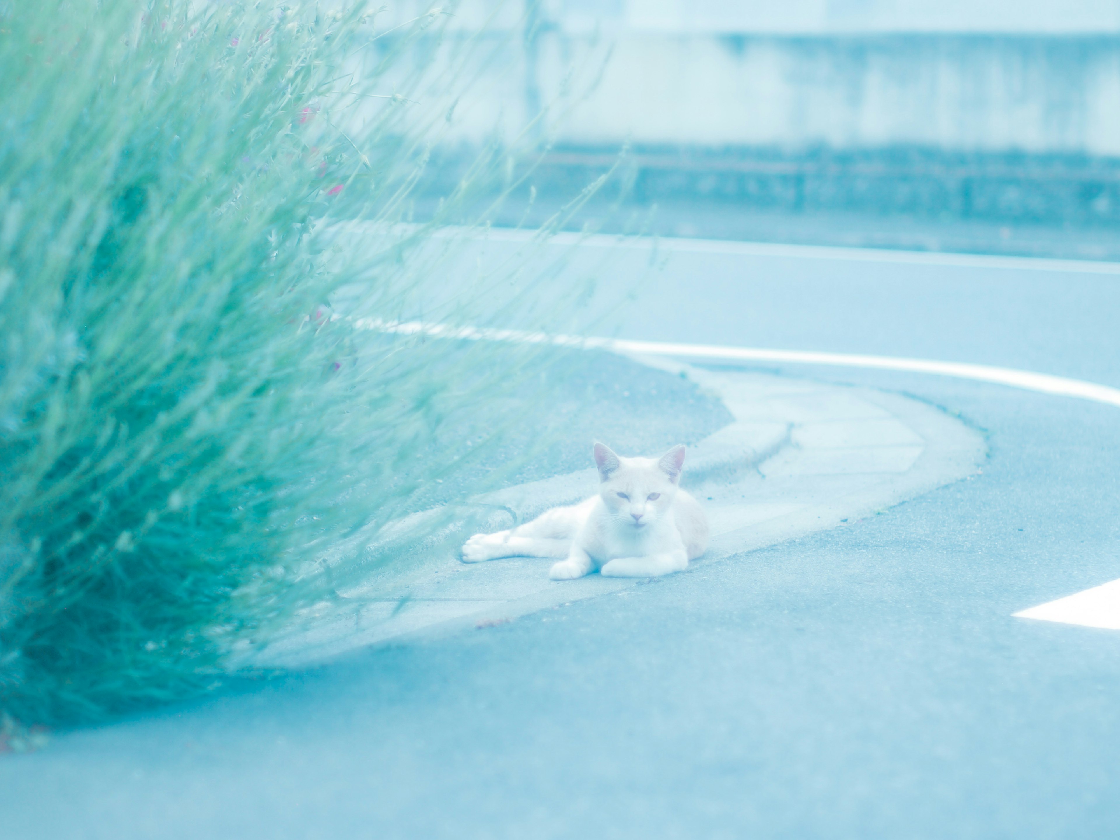 A white cat lounging on a curved road with green plants in a blue tone