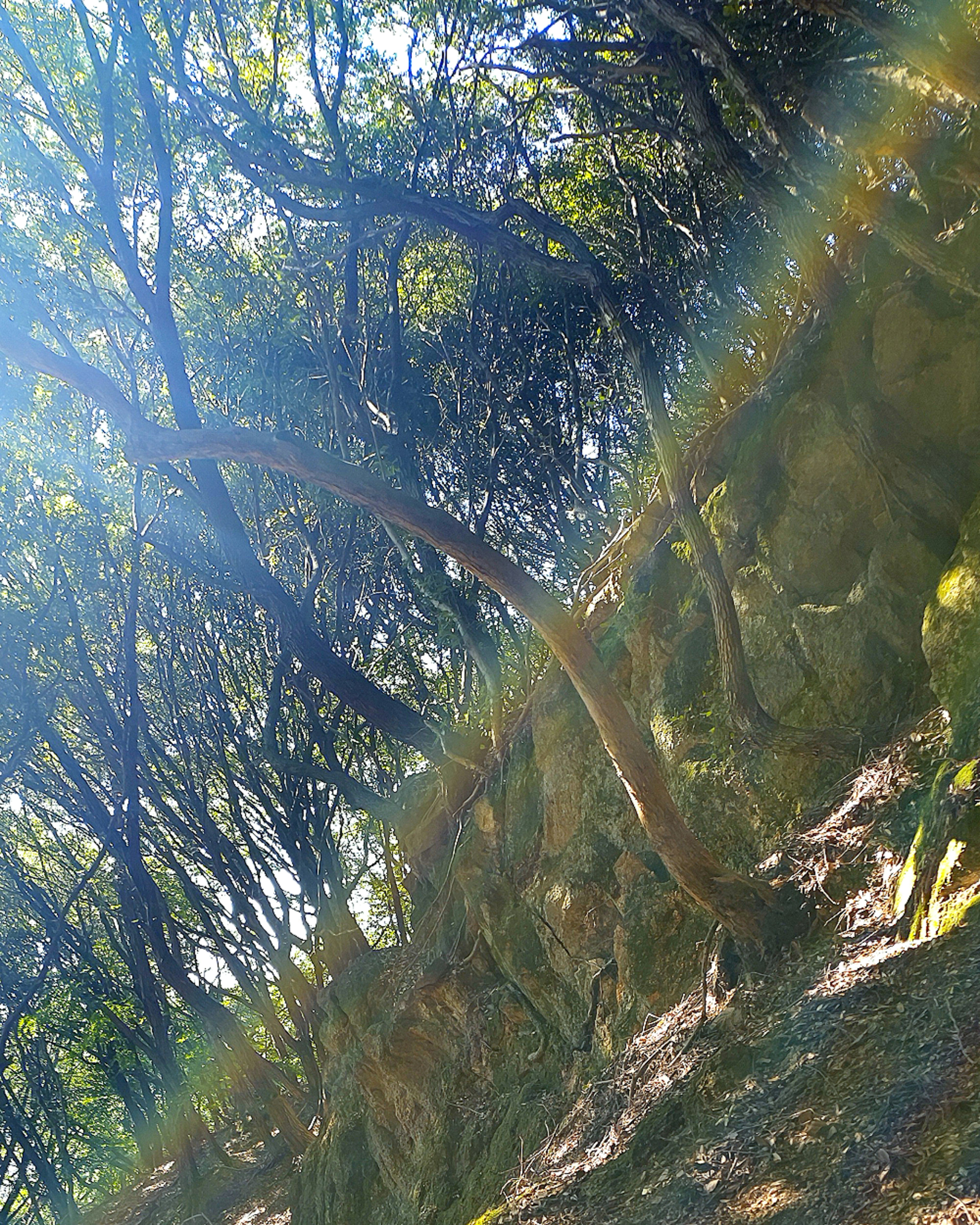 Scena forestale con la luce del sole che filtra tra gli alberi in un ambiente lussureggiante