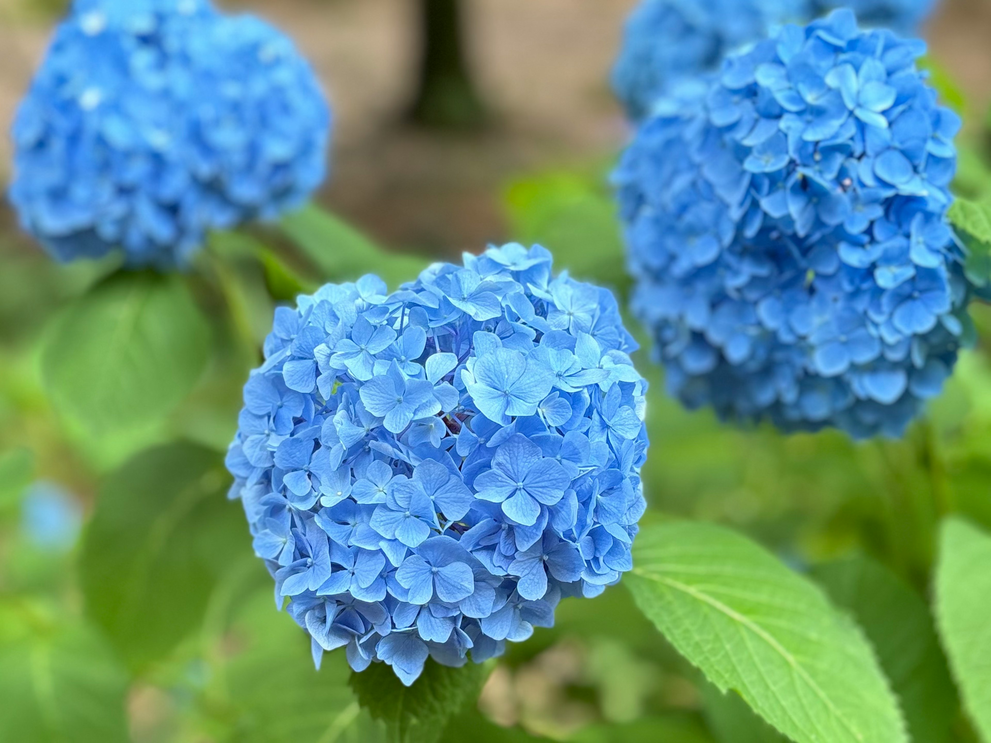 青いアジサイの花が咲いている様子