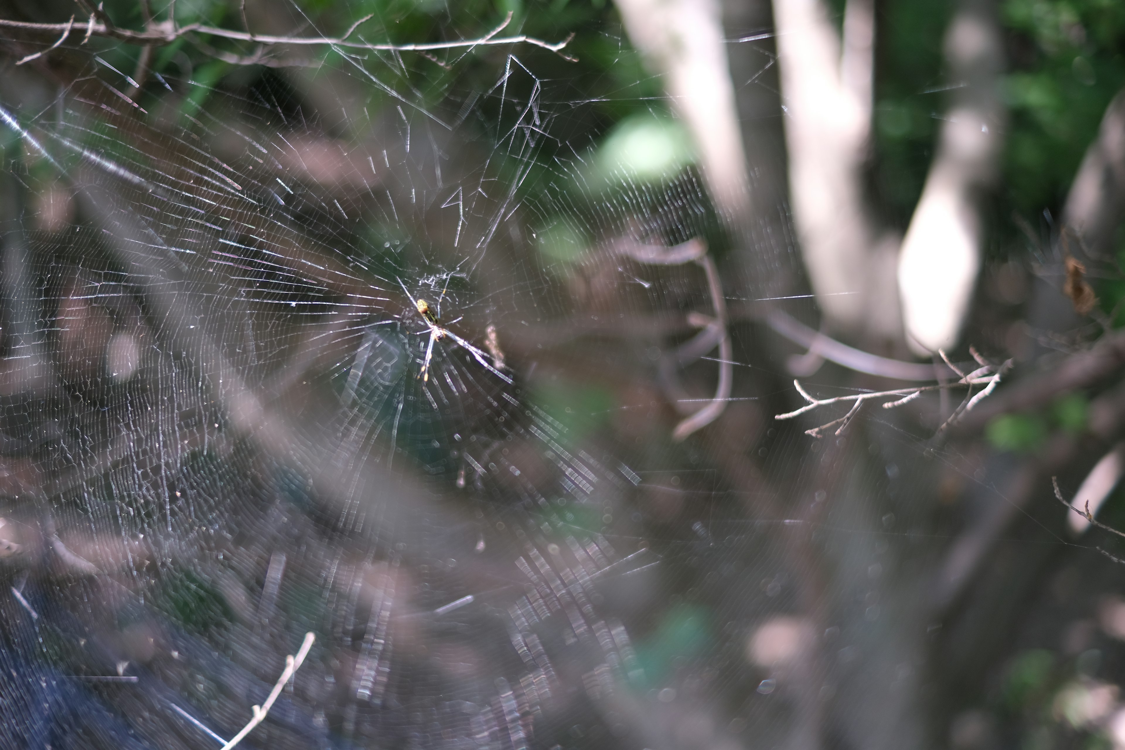 Spinnennetz zwischen Ästen in einem grünen Wald