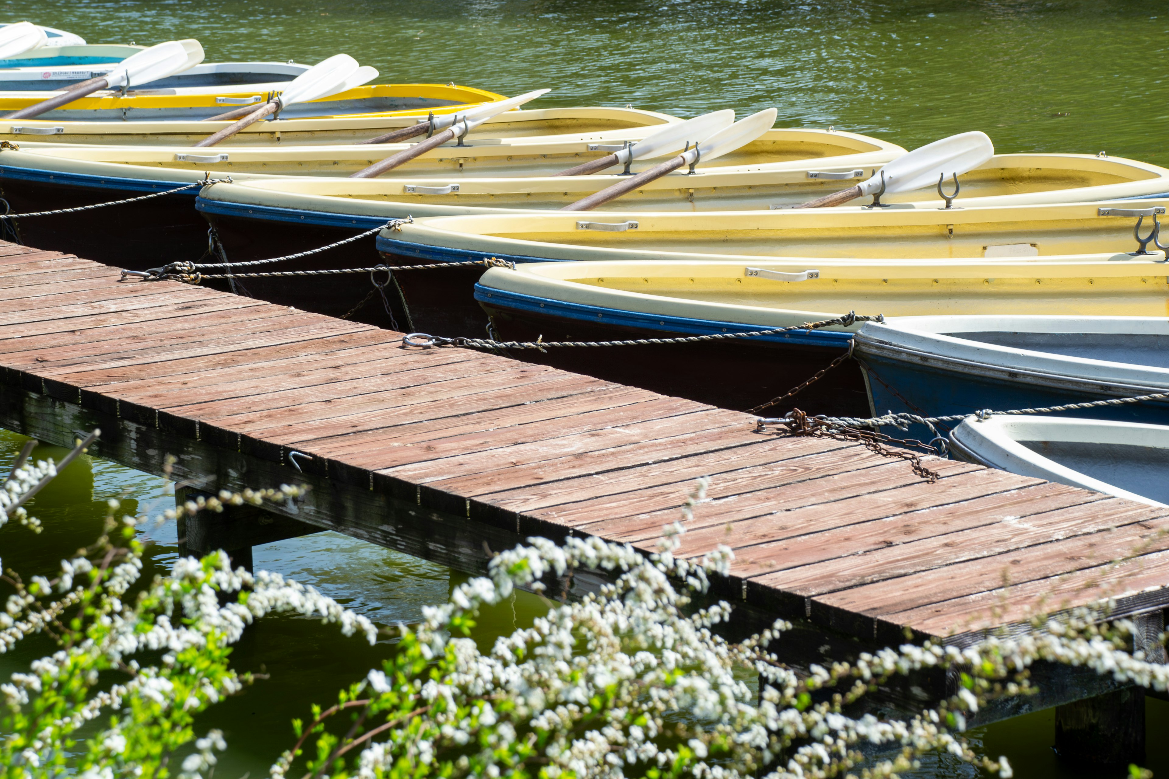 Row of yellow boats on a wooden dock beside calm water