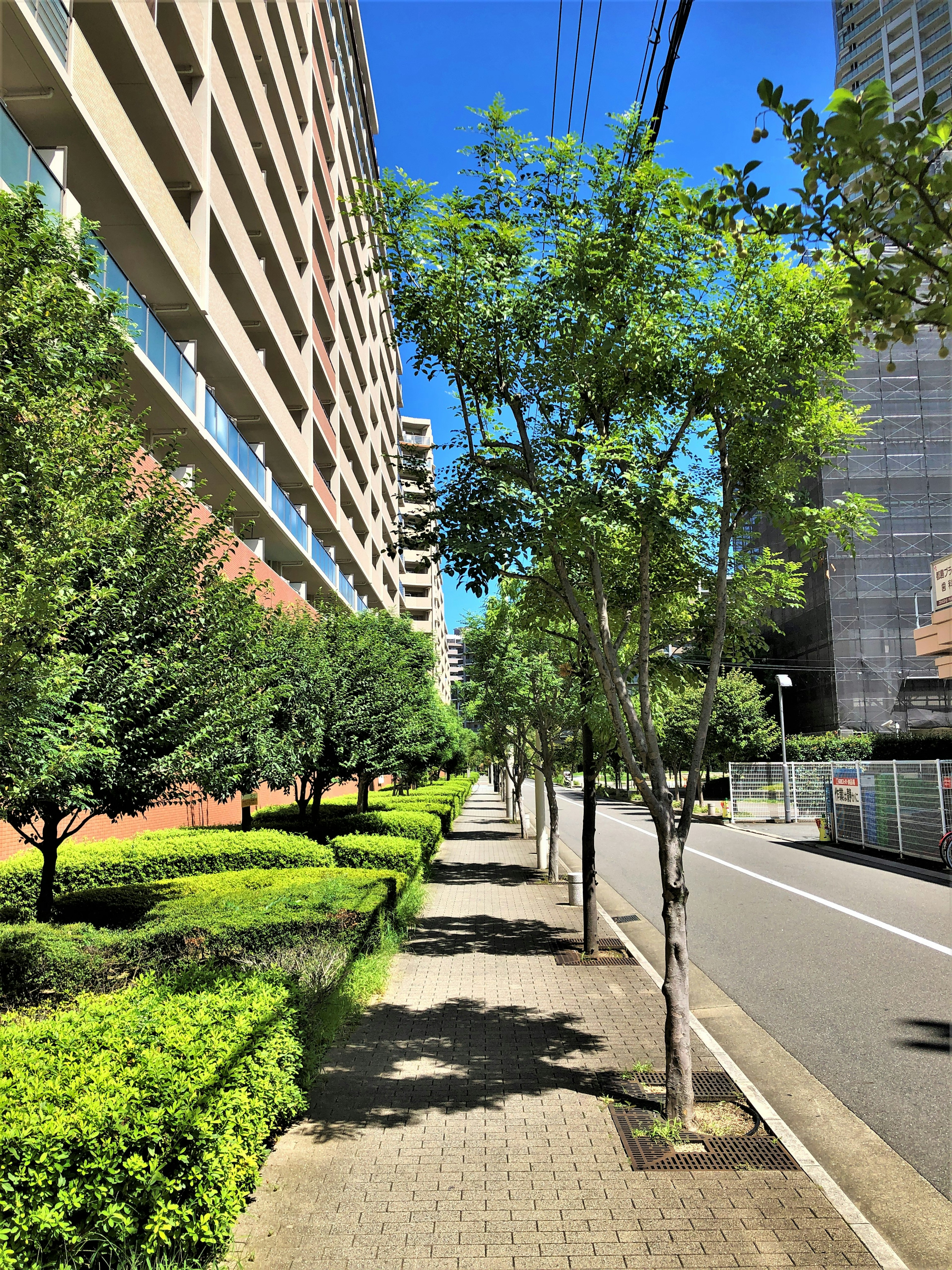 Lined green trees and a well-maintained sidewalk under a blue sky