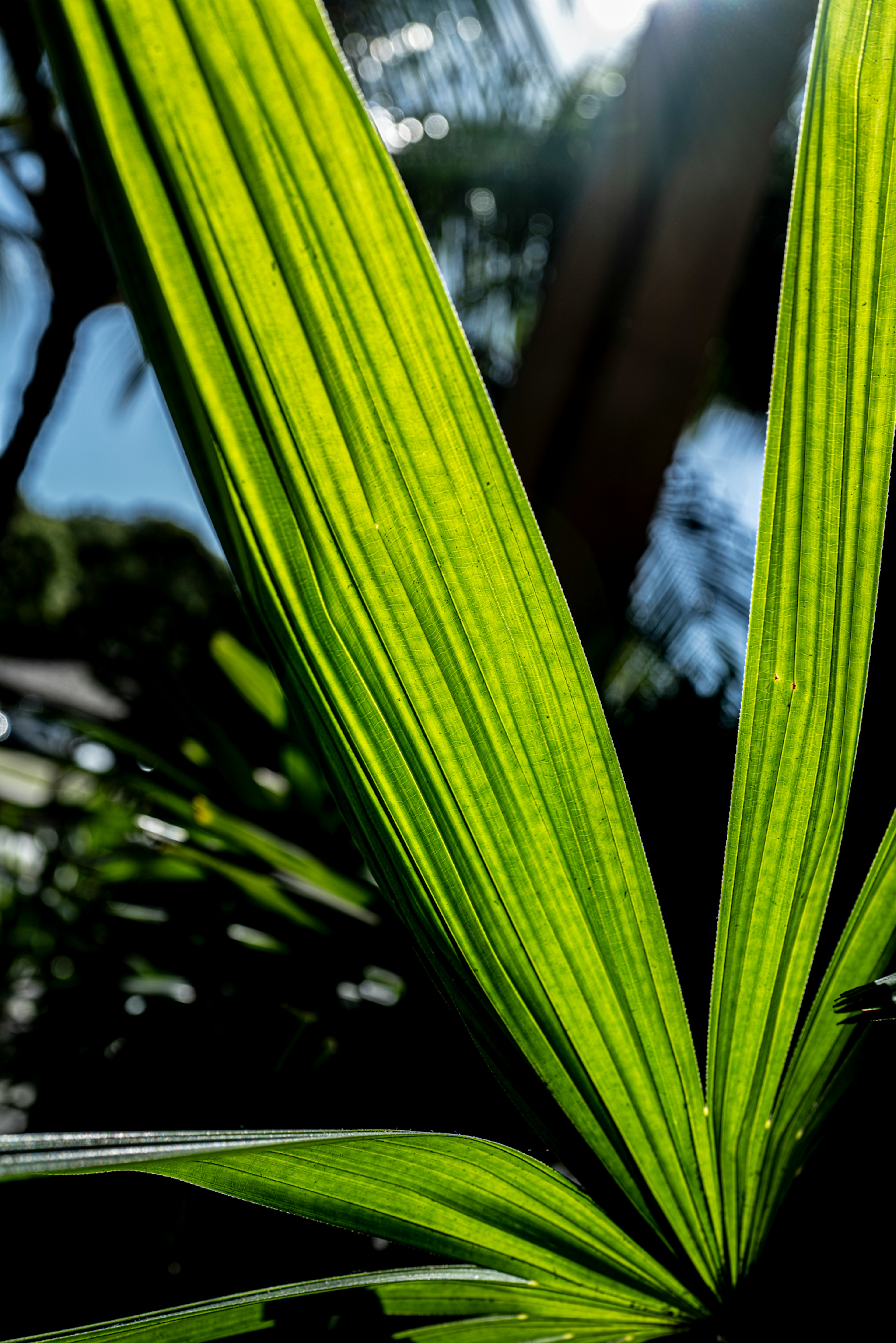 緑色の植物の葉のクローズアップと光の反射