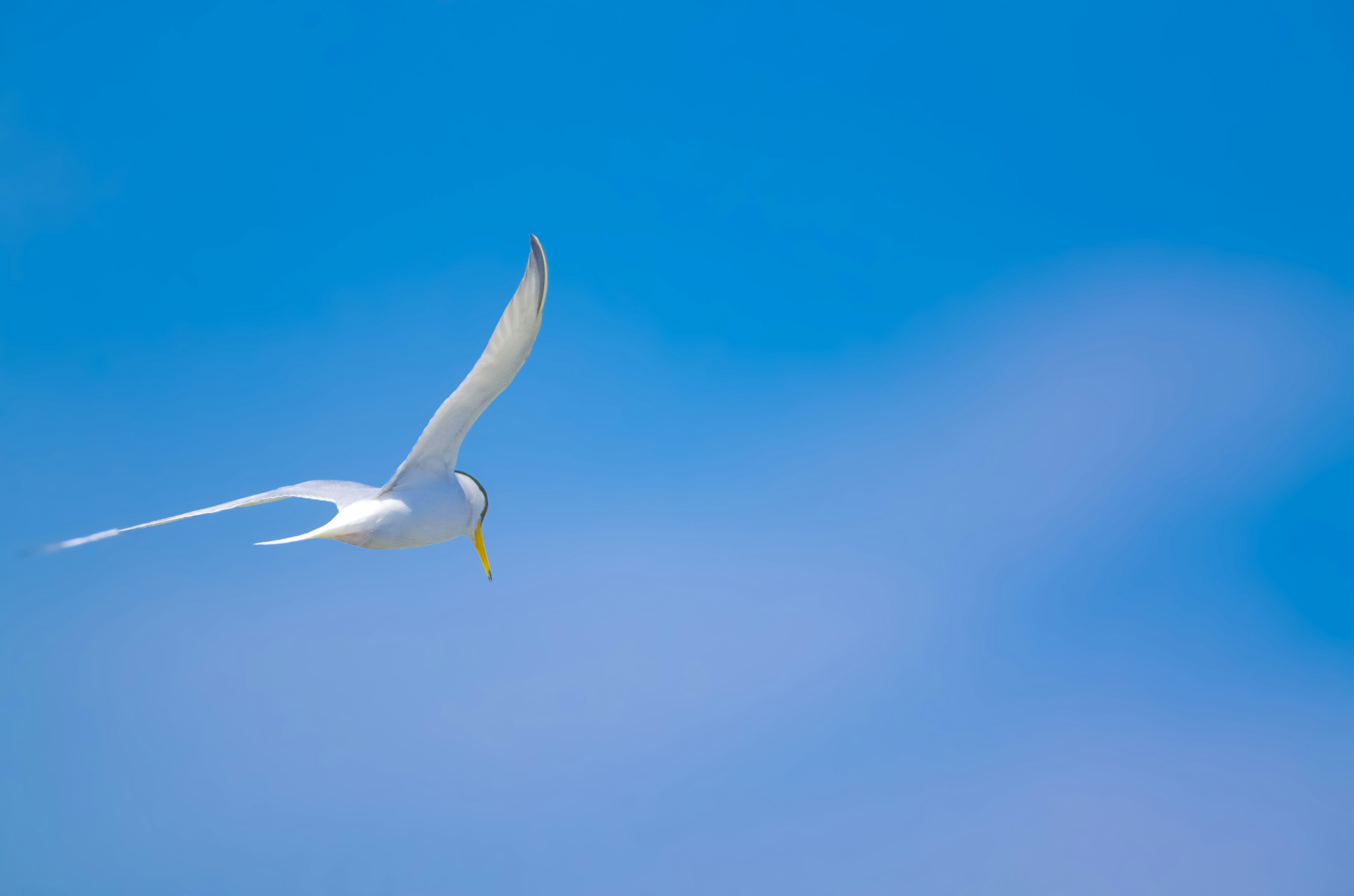 Ein eleganter weißer Vogel, der vor einem blauen Himmel fliegt