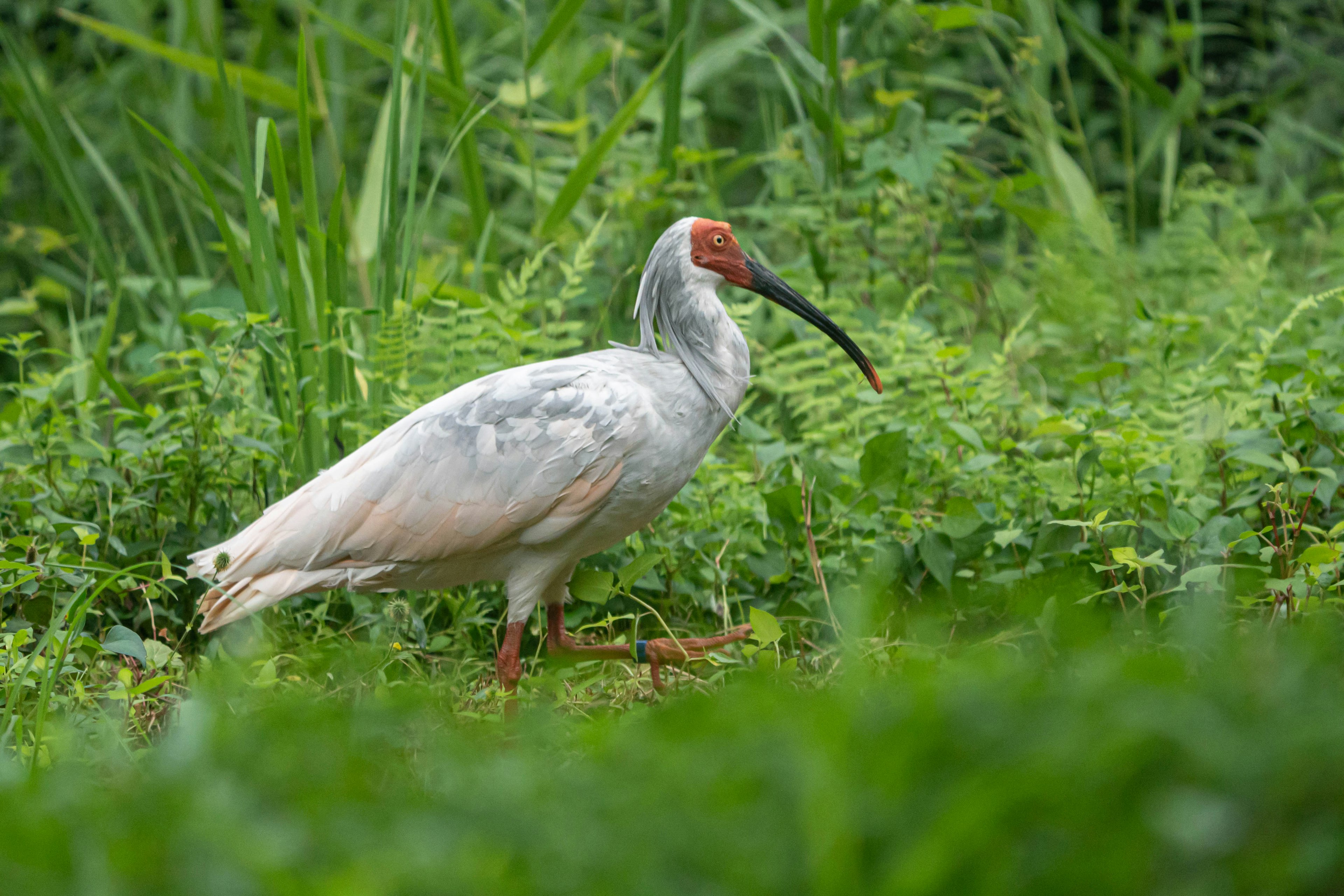 Seekor burung putih berjalan di antara rumput hijau