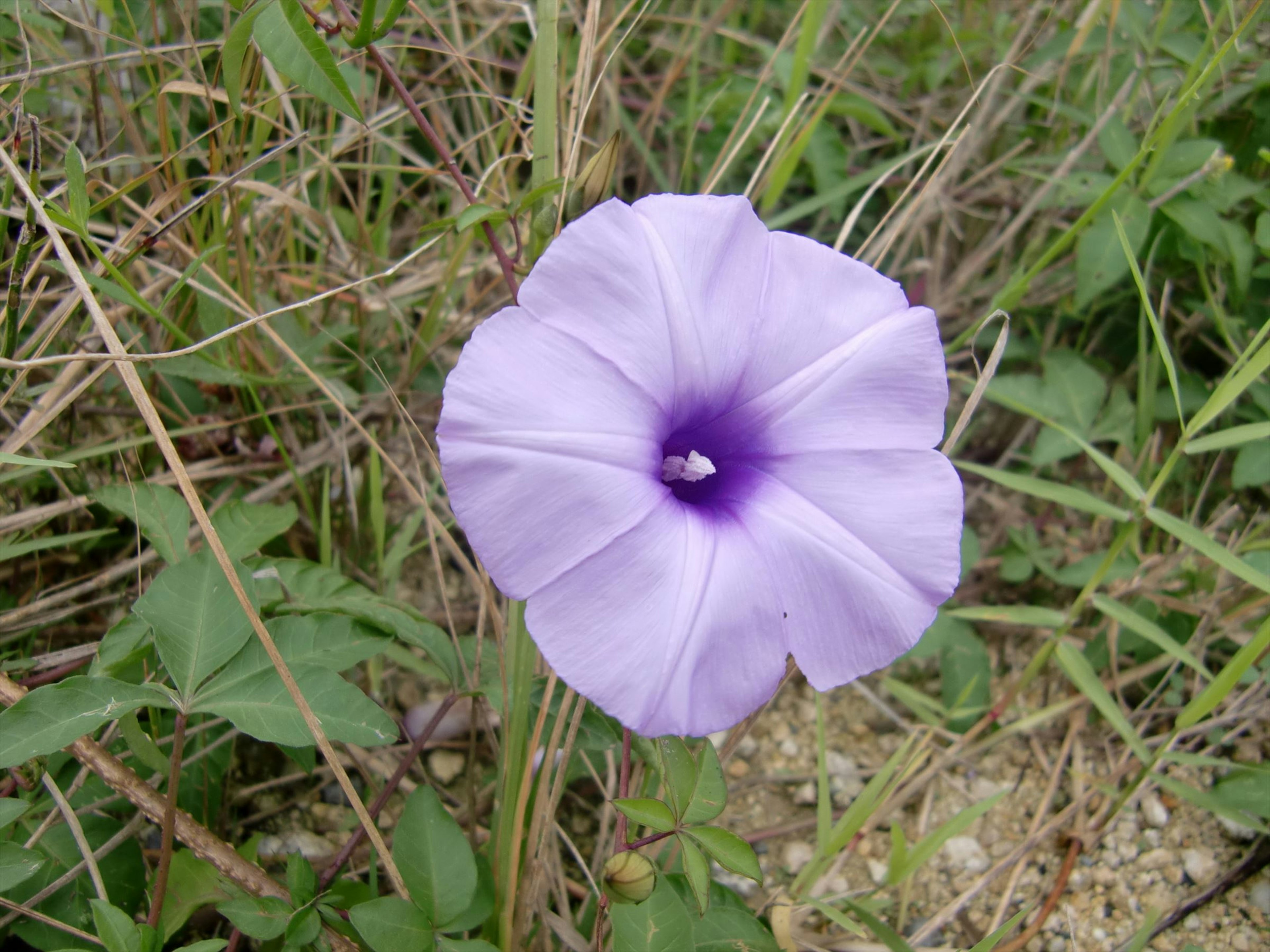 Une fleur violette claire entourée d'herbe verte