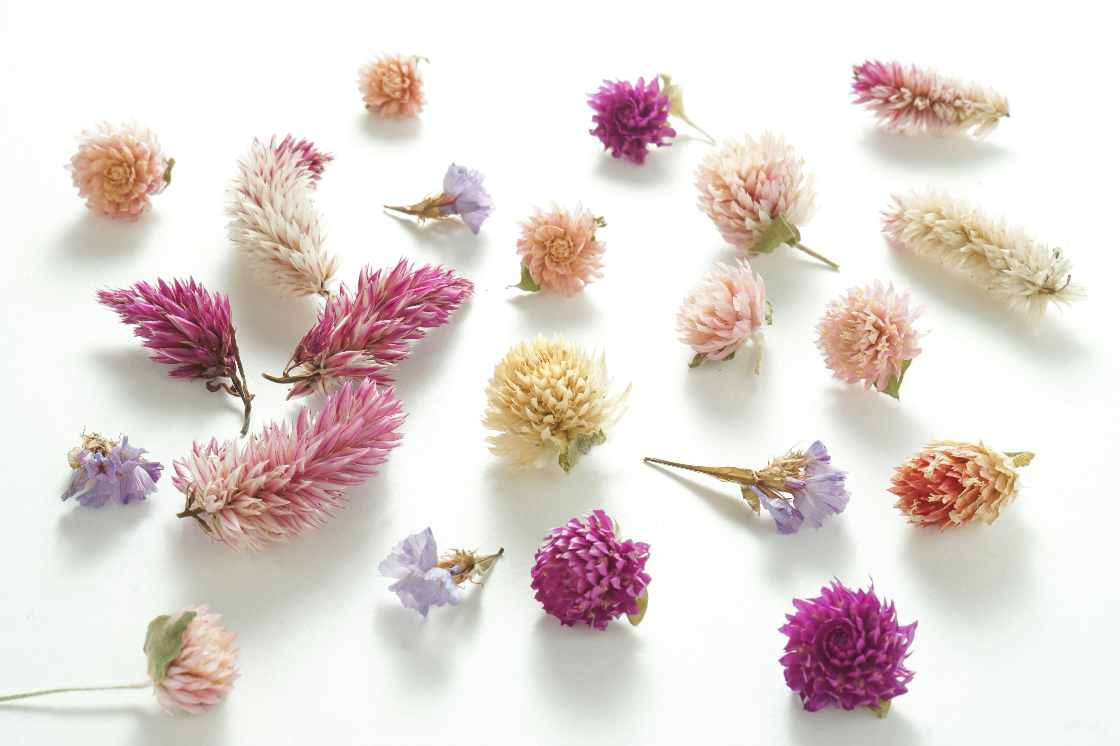 Colorful dried flowers scattered on a white background