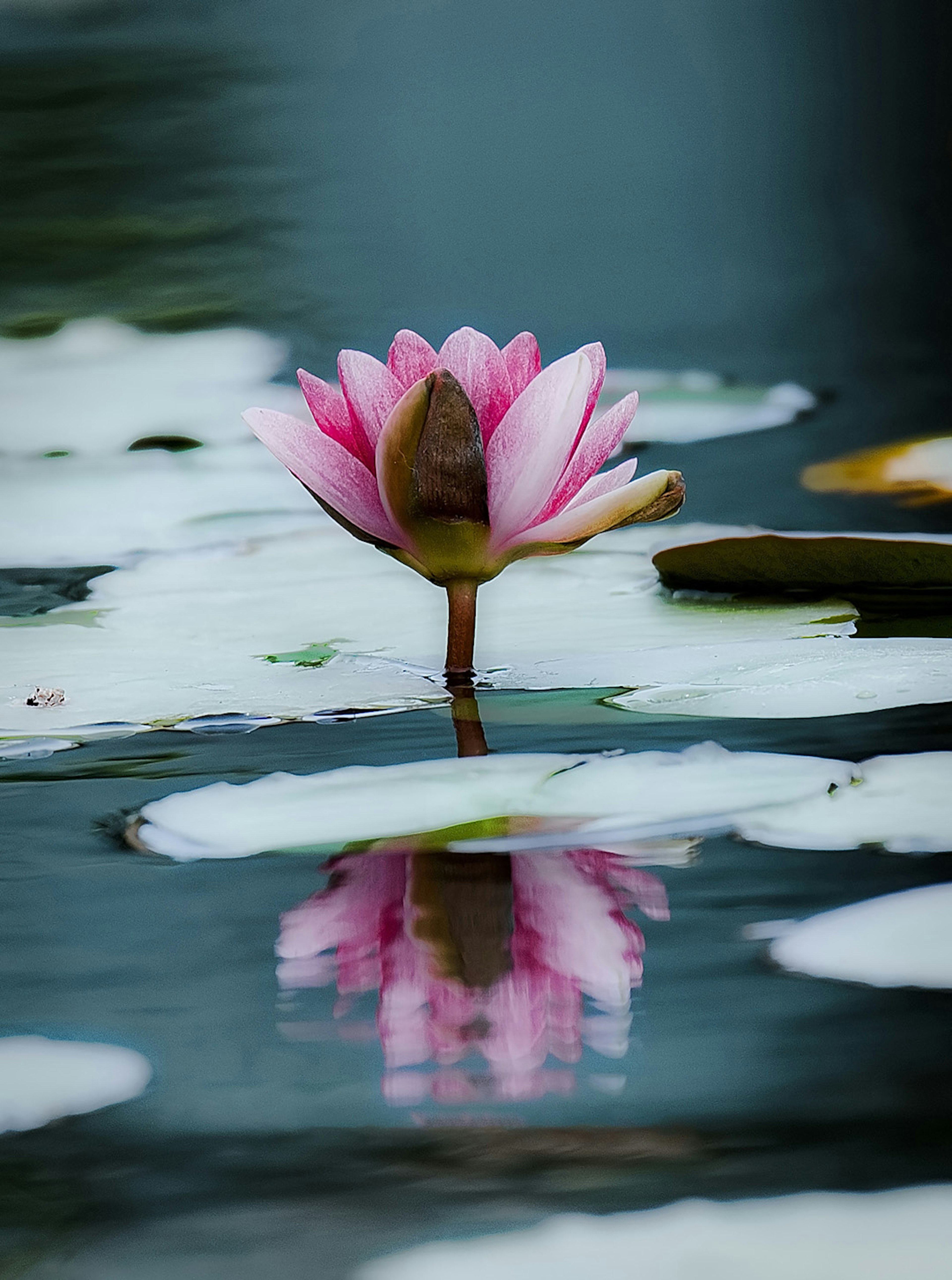 Lirio de agua rosa flotando en la superficie con reflejo