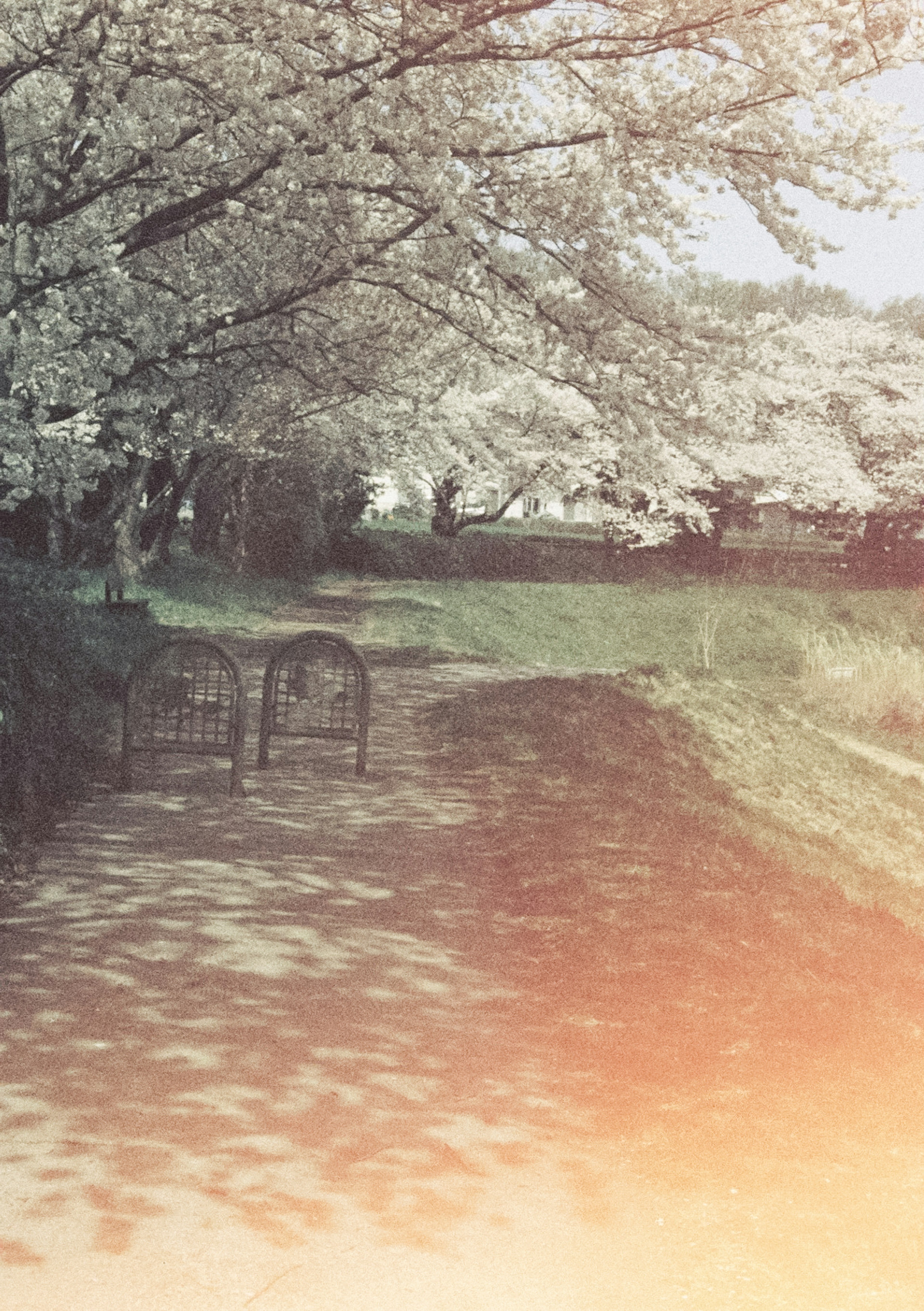 A quiet pathway lined with cherry blossom trees and shadows