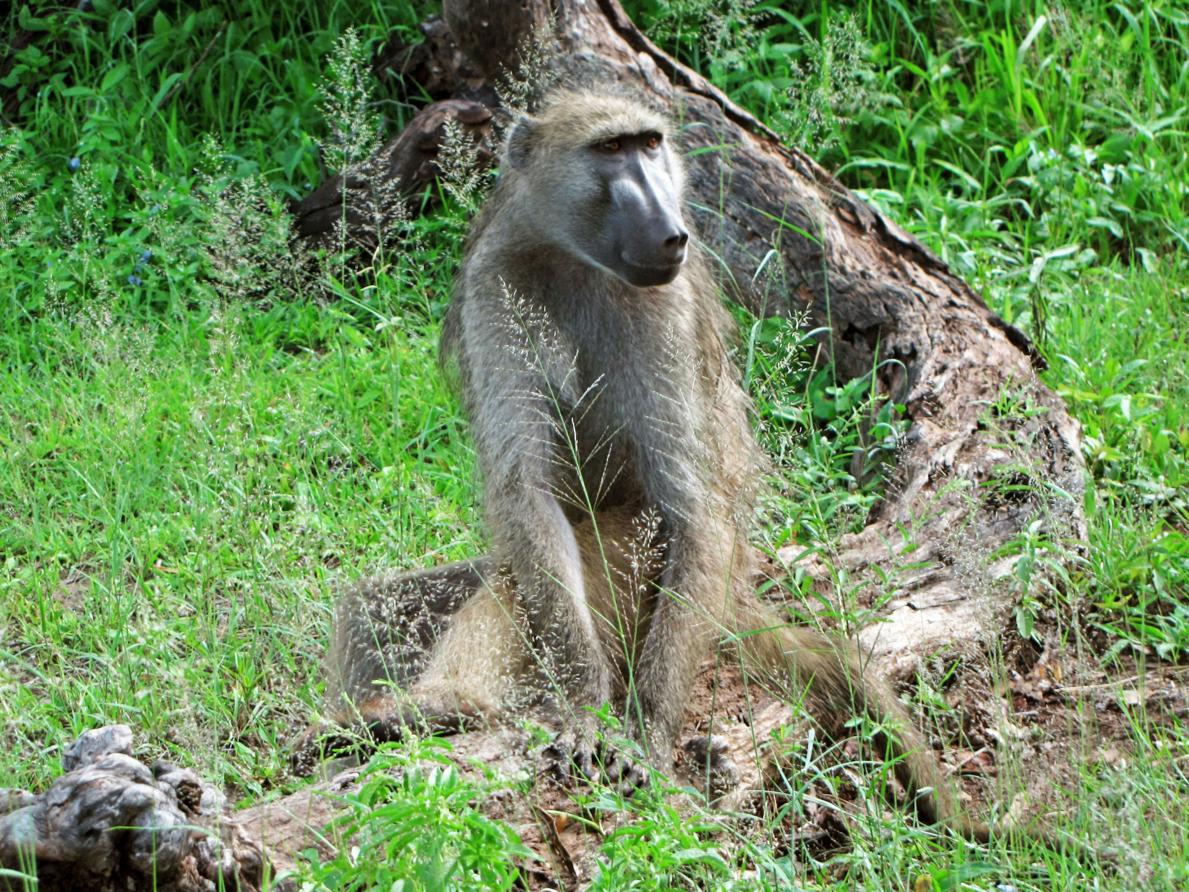 A baboon sitting quietly in the grass