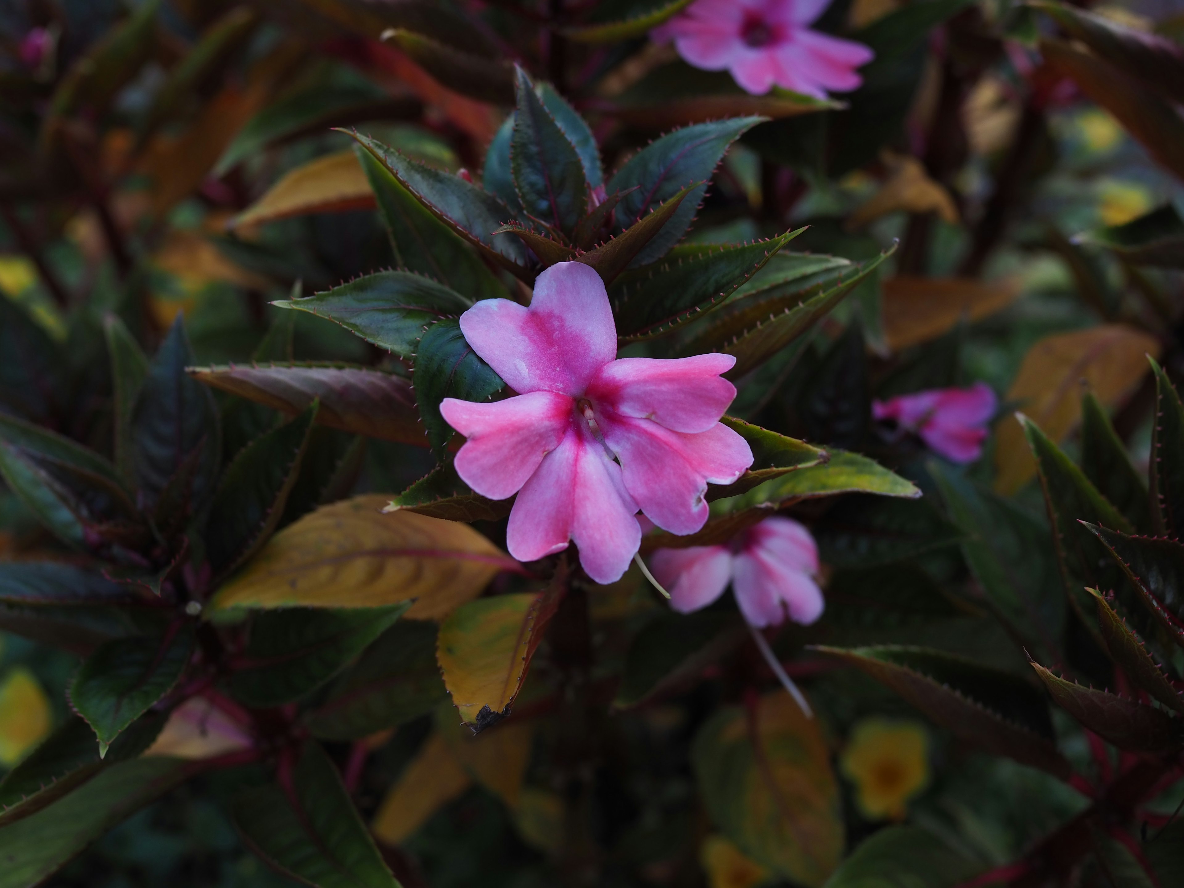 鮮やかなピンクの花が緑の葉に囲まれて咲いている様子