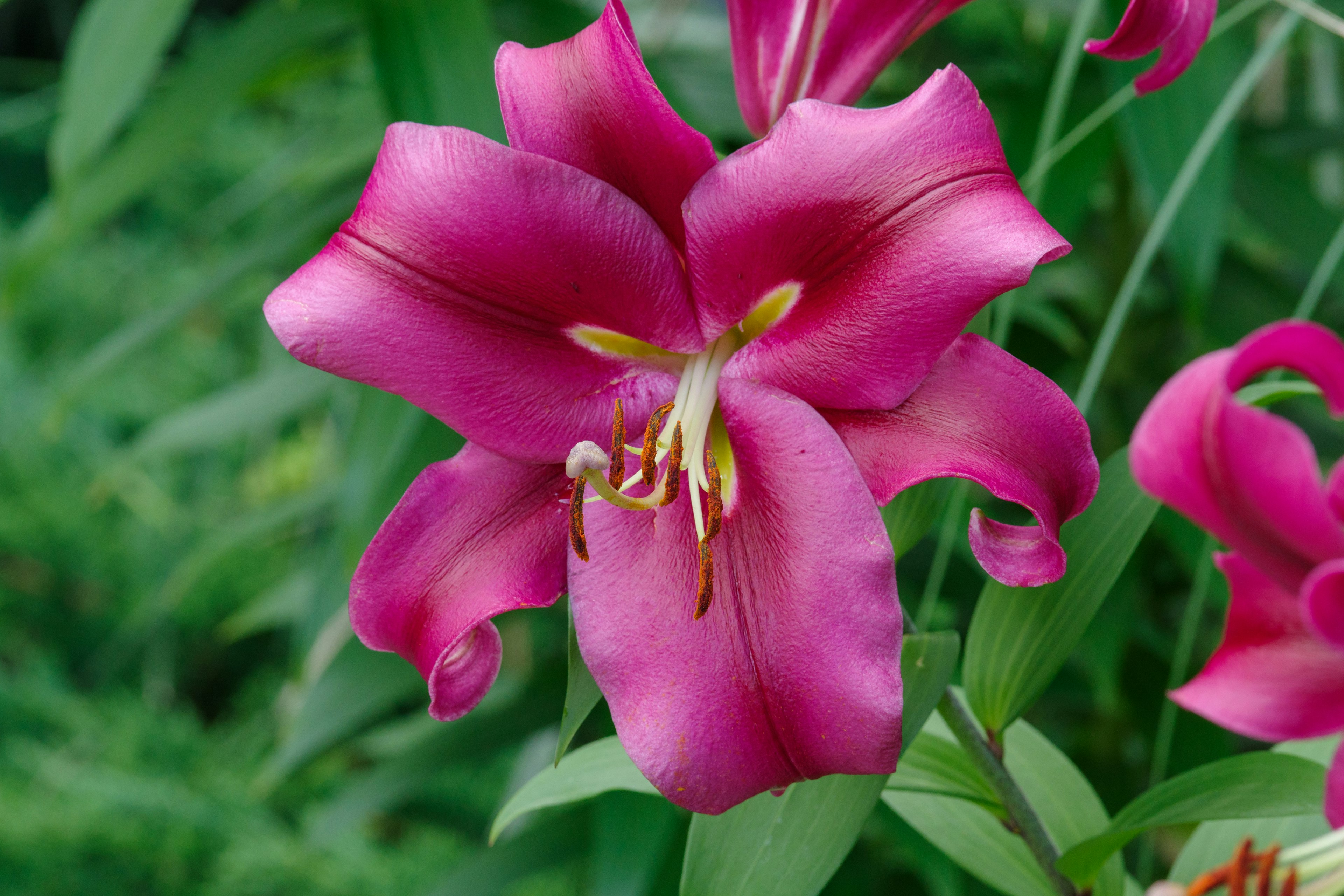 鮮やかなピンクのユリの花が緑の葉に囲まれている