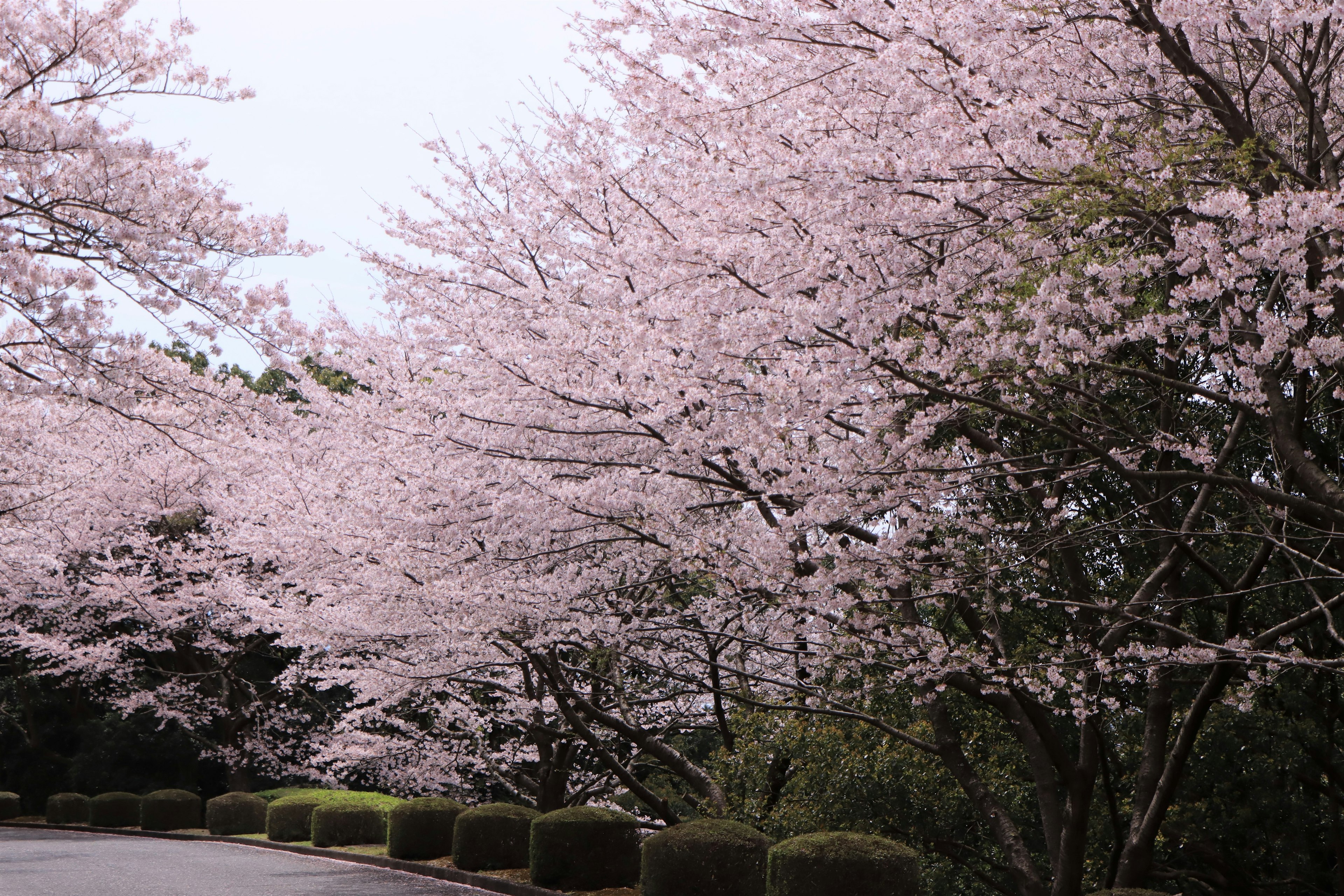 A scenic view of cherry blossom trees lining a pathway